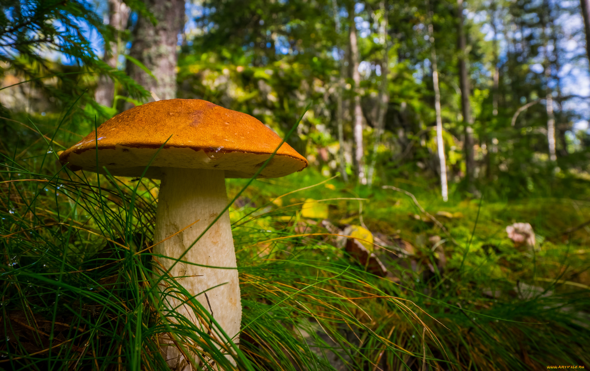 природа, грибы, подосиновик