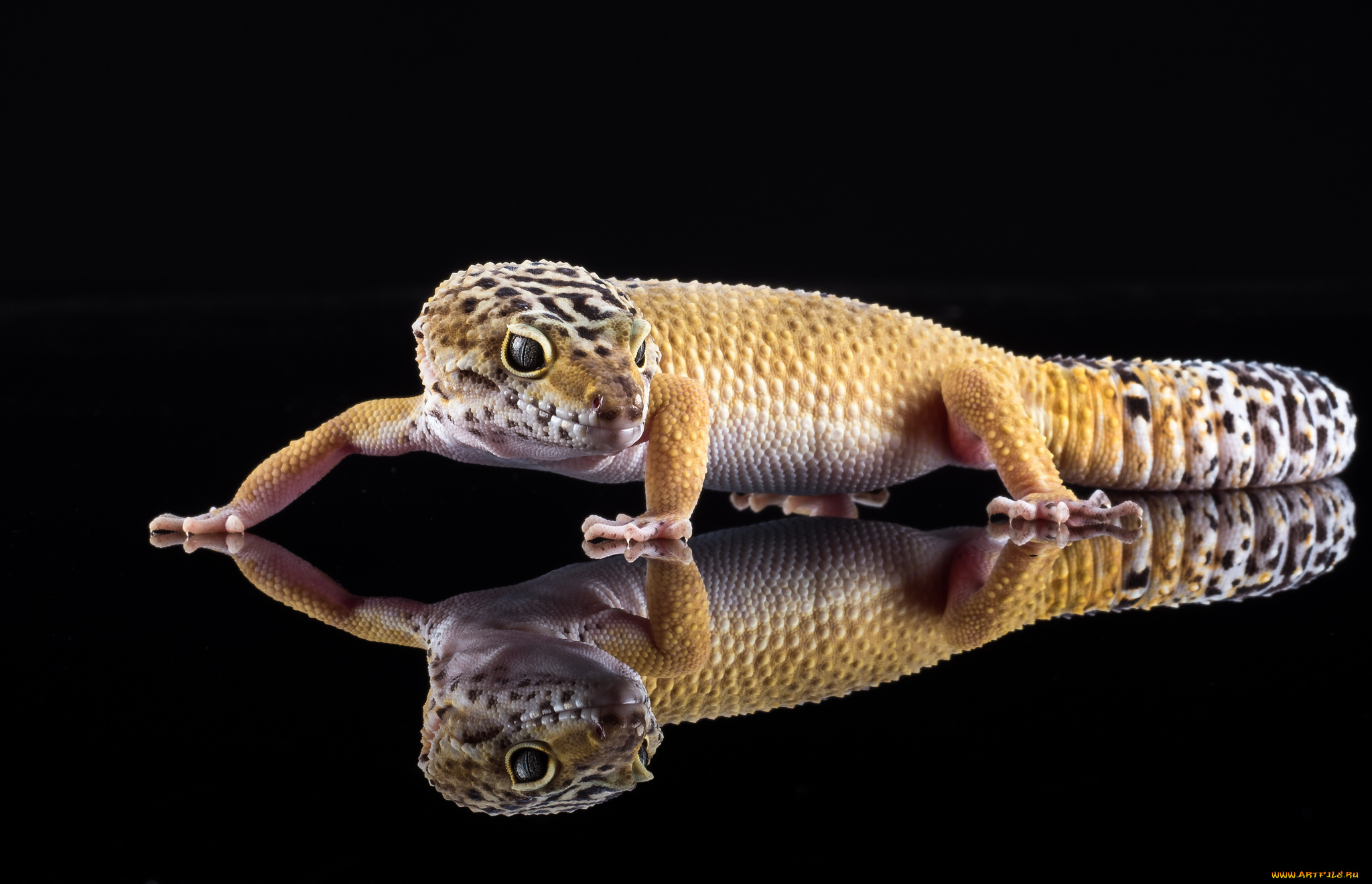 животные, Ящерицы, , игуаны, , вараны, геккон