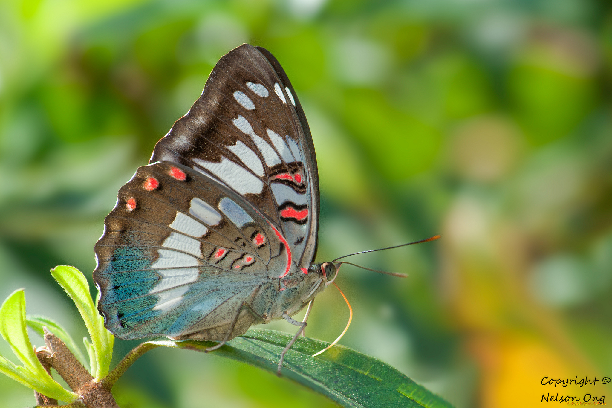 животные, бабочки, , мотыльки, , моли, фон, усики, крылья, бабочка, макро