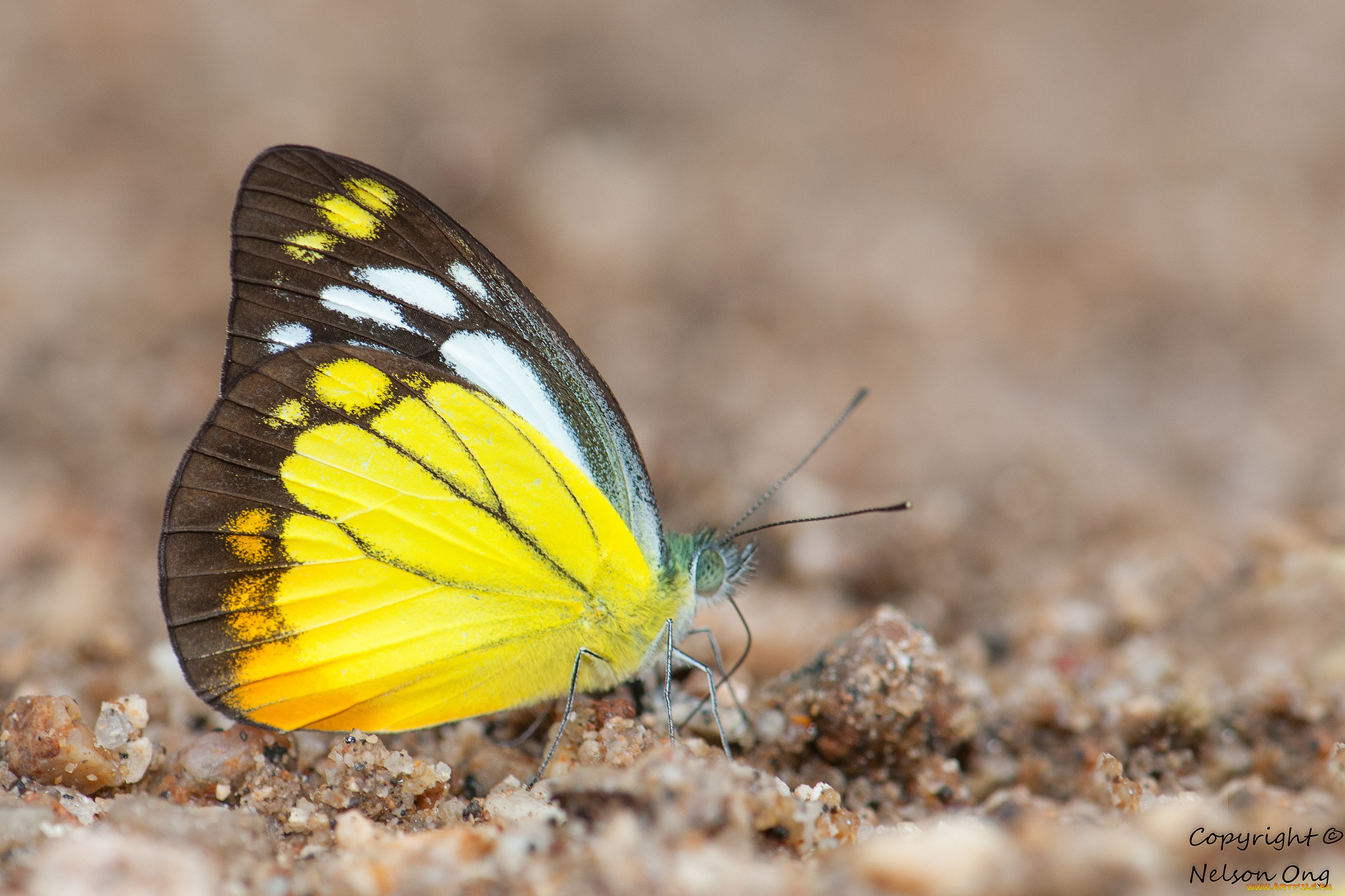 животные, бабочки, , мотыльки, , моли, макро, фон, усики, крылья, бабочка