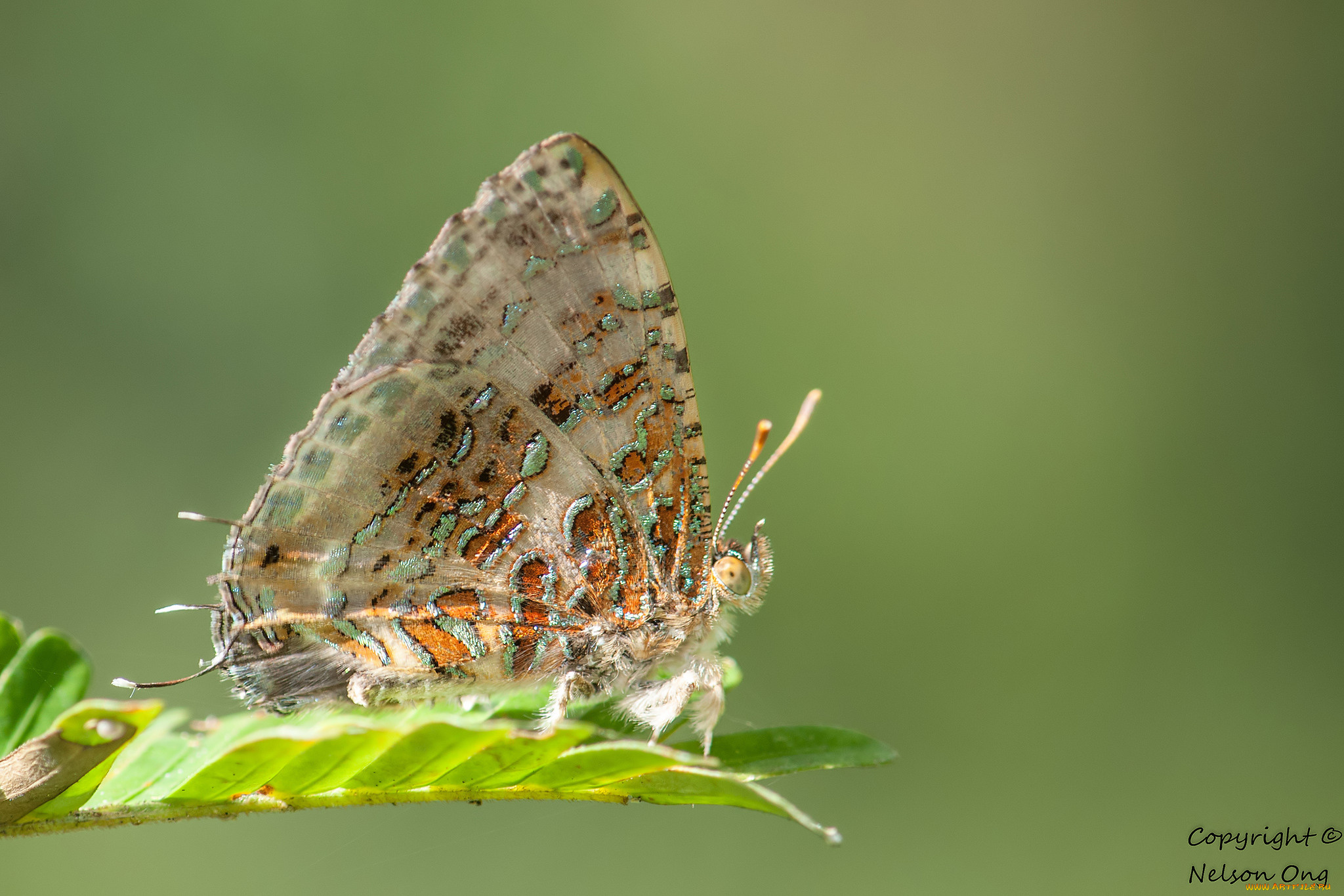 животные, бабочки, , мотыльки, , моли, усики, крылья, бабочка, макро, фон