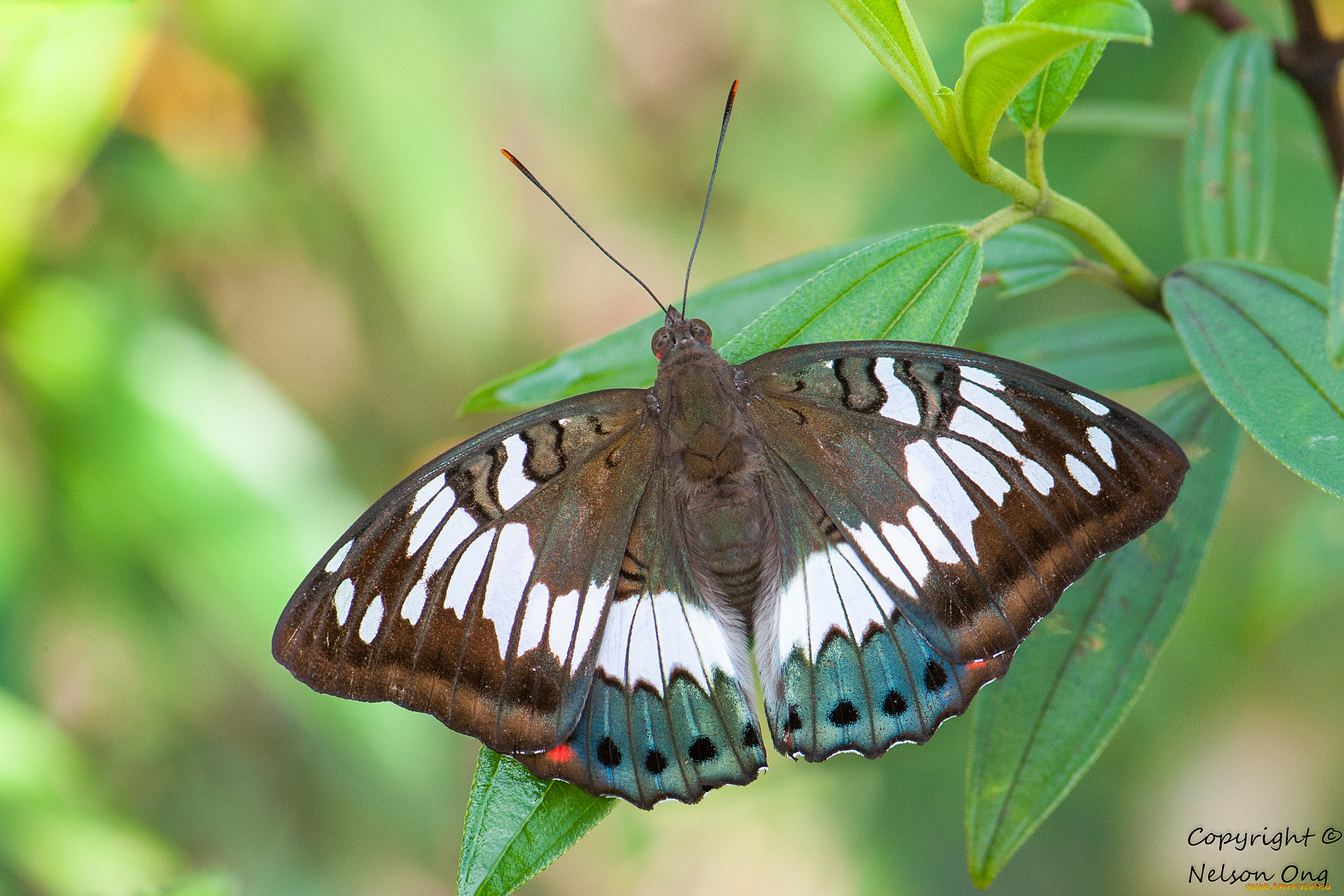 животные, бабочки, , мотыльки, , моли, крылья, усики, бабочка, макро, фон