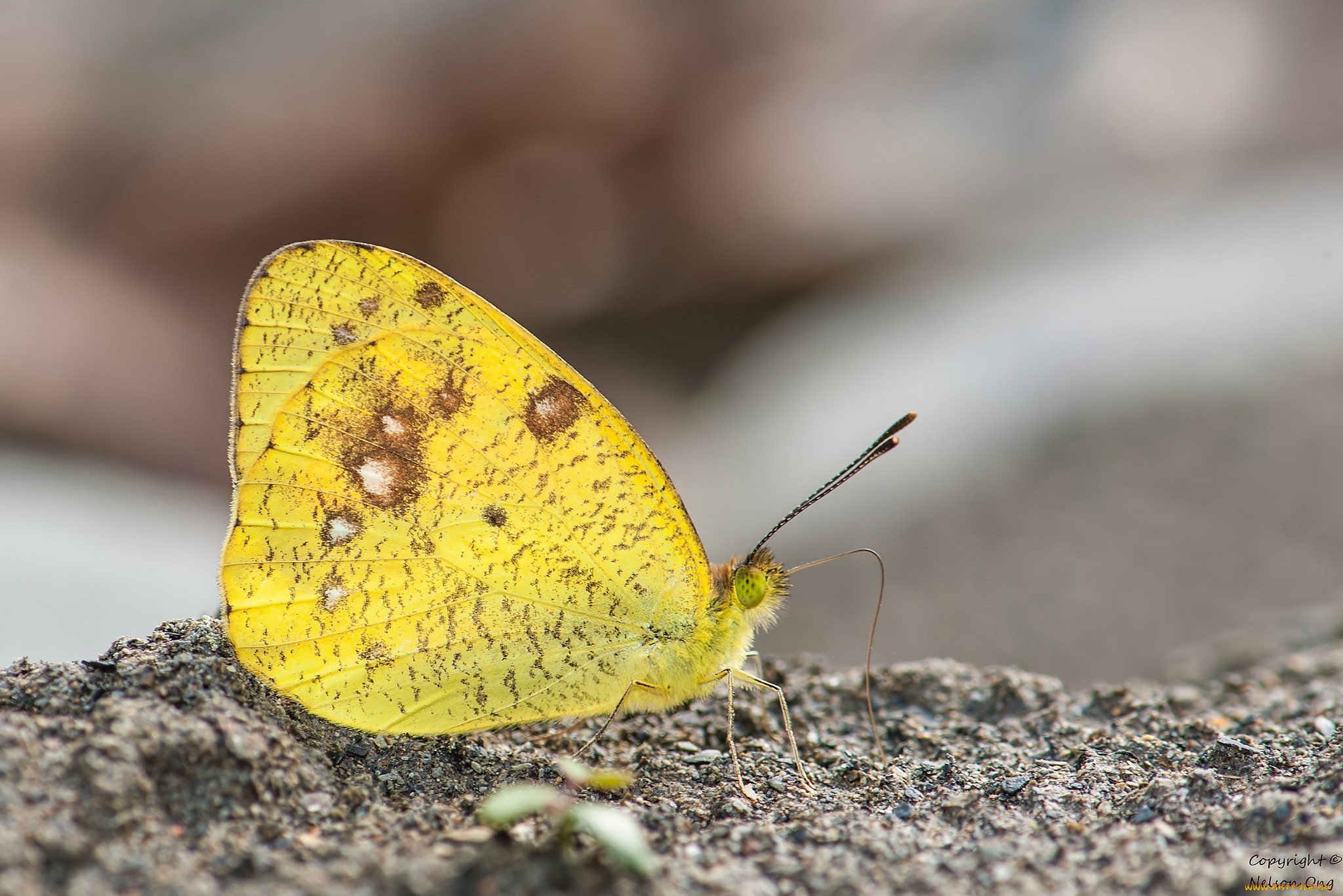 животные, бабочки, , мотыльки, , моли, усики, крылья, бабочка, макро, фон