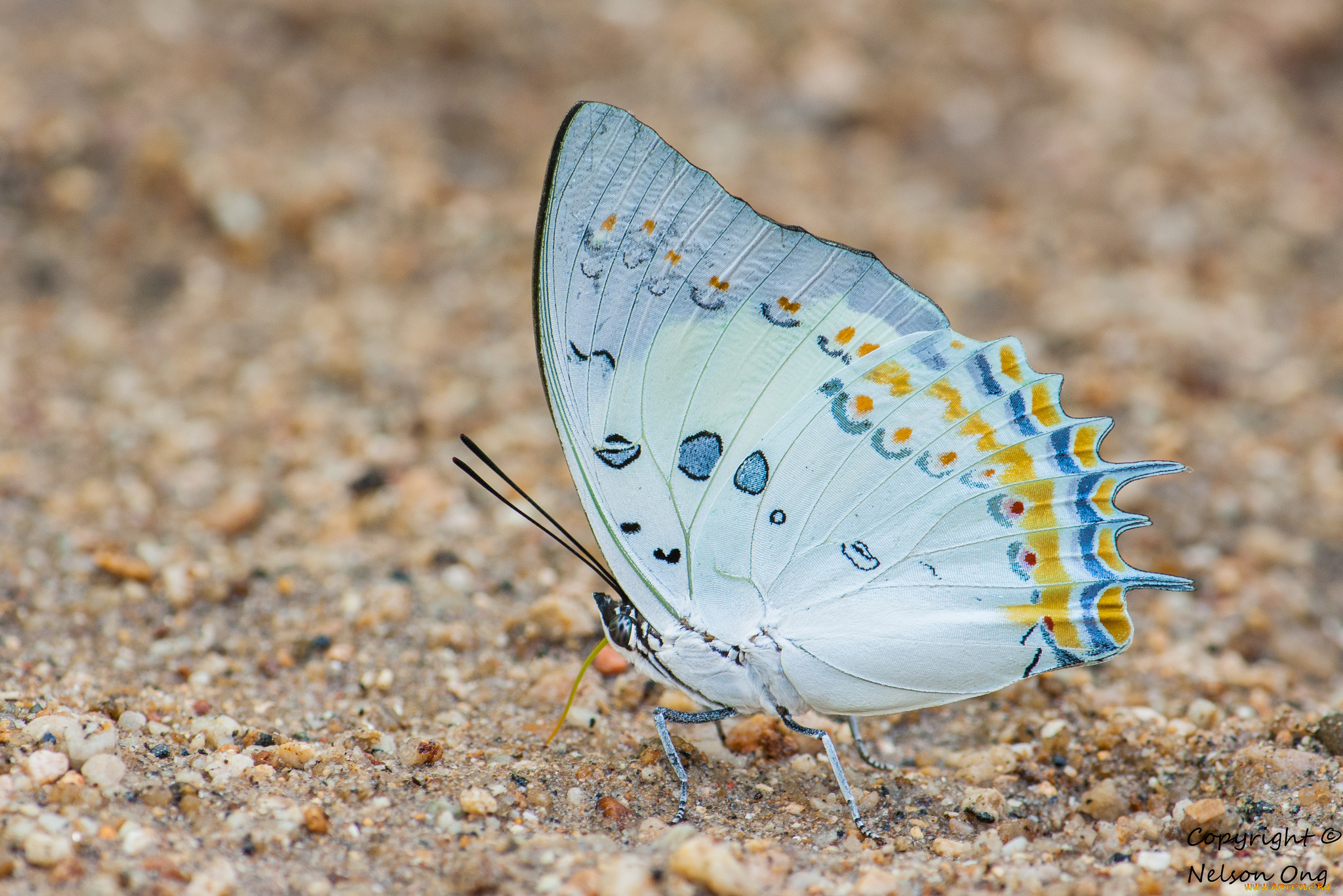 животные, бабочки, , мотыльки, , моли, усики, крылья, бабочка, фон, макро