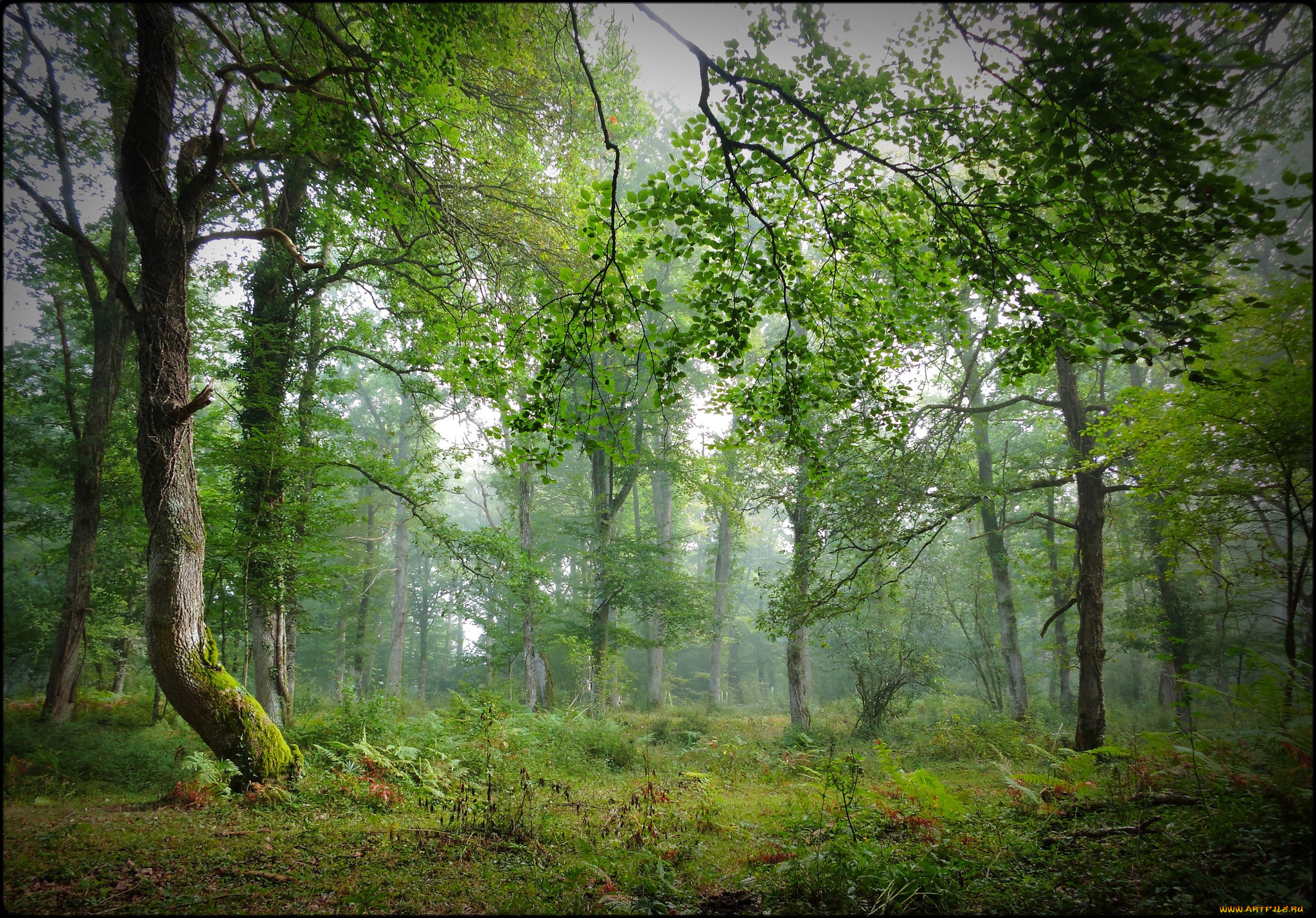 природа, лес, трава, деревья, поляна