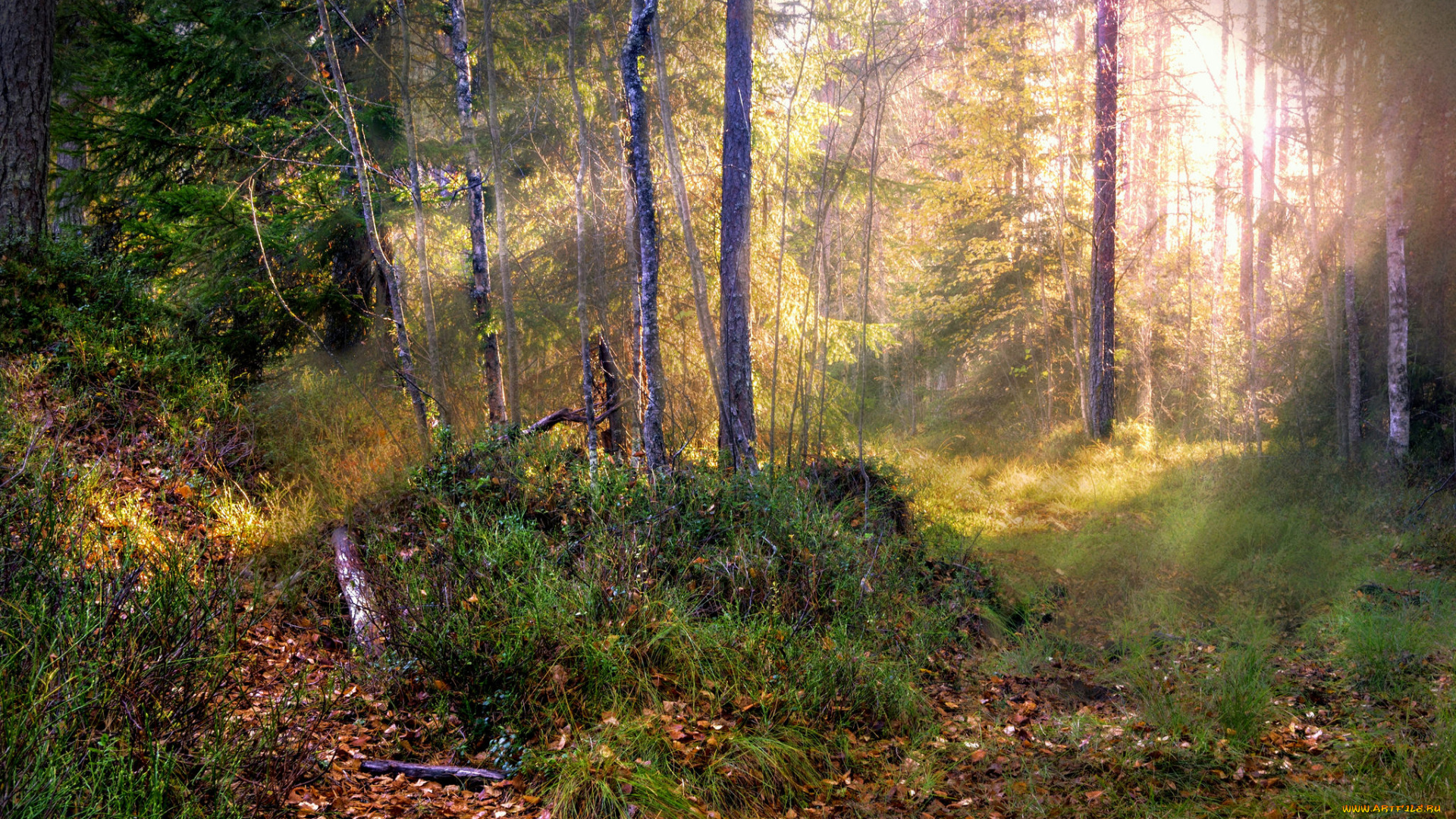 природа, лес, деревья