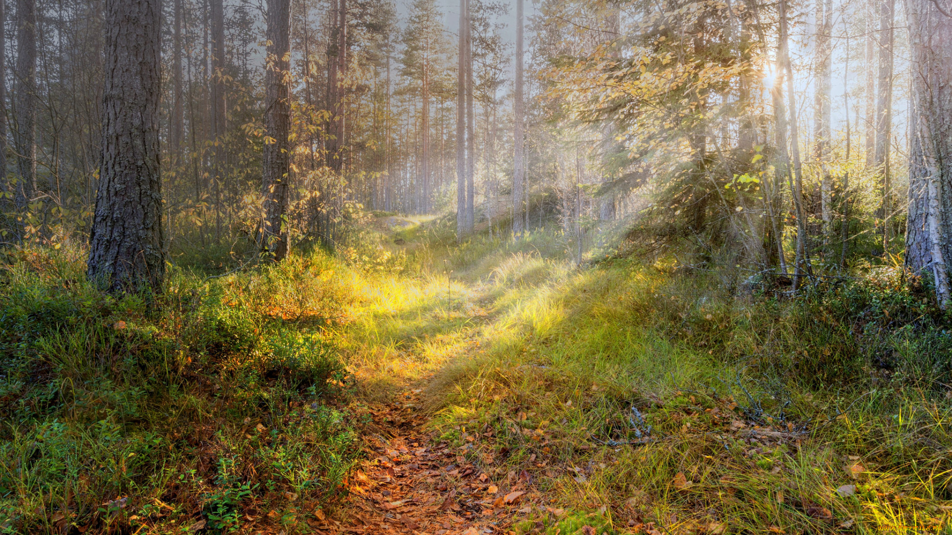 природа, лес, деревья