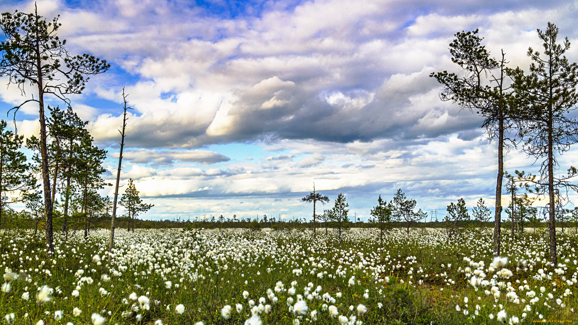 природа, луга, цветы, трава