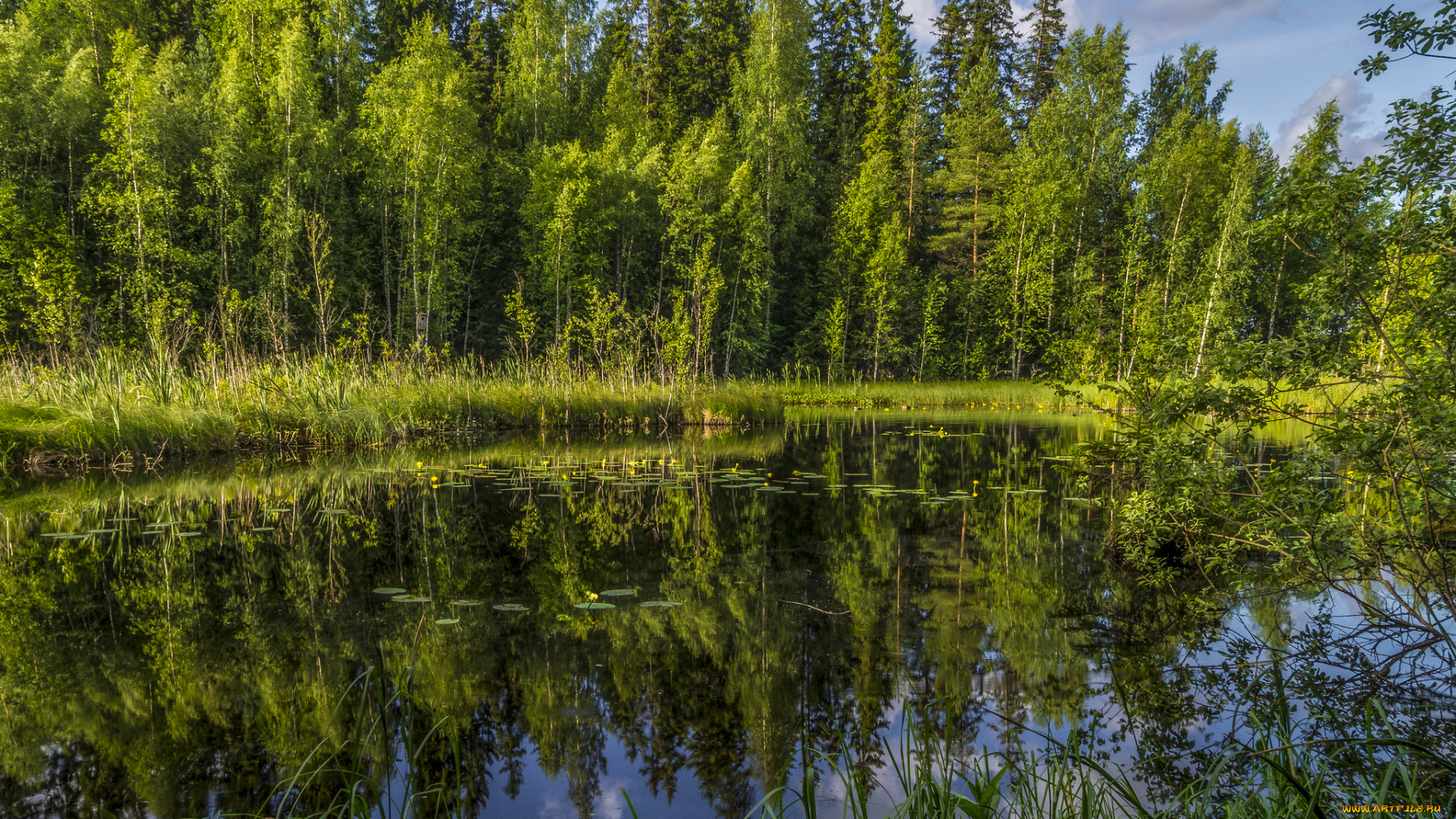 природа, реки, озера, река, лес