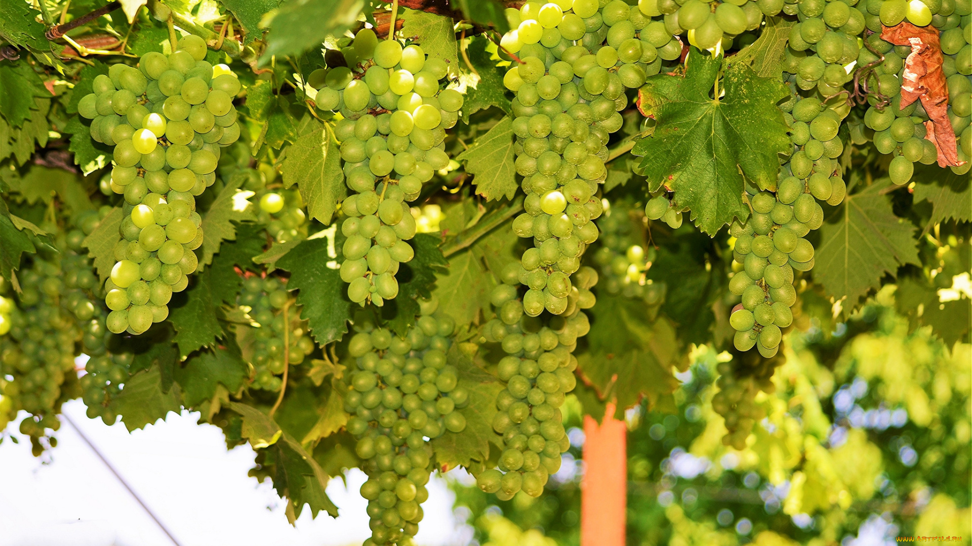 природа, Ягоды, , виноград, лоза