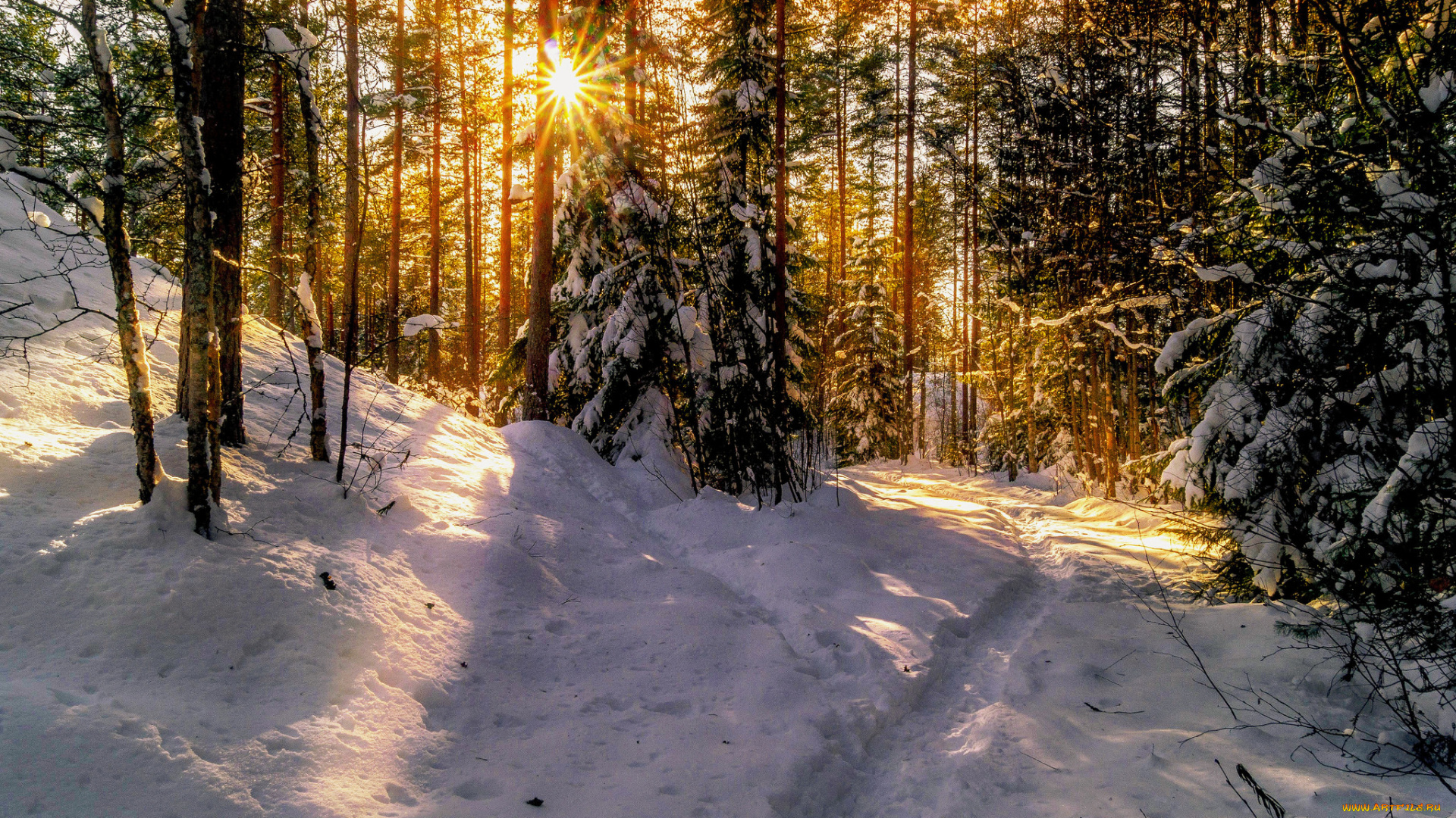 природа, зима, лес, снег