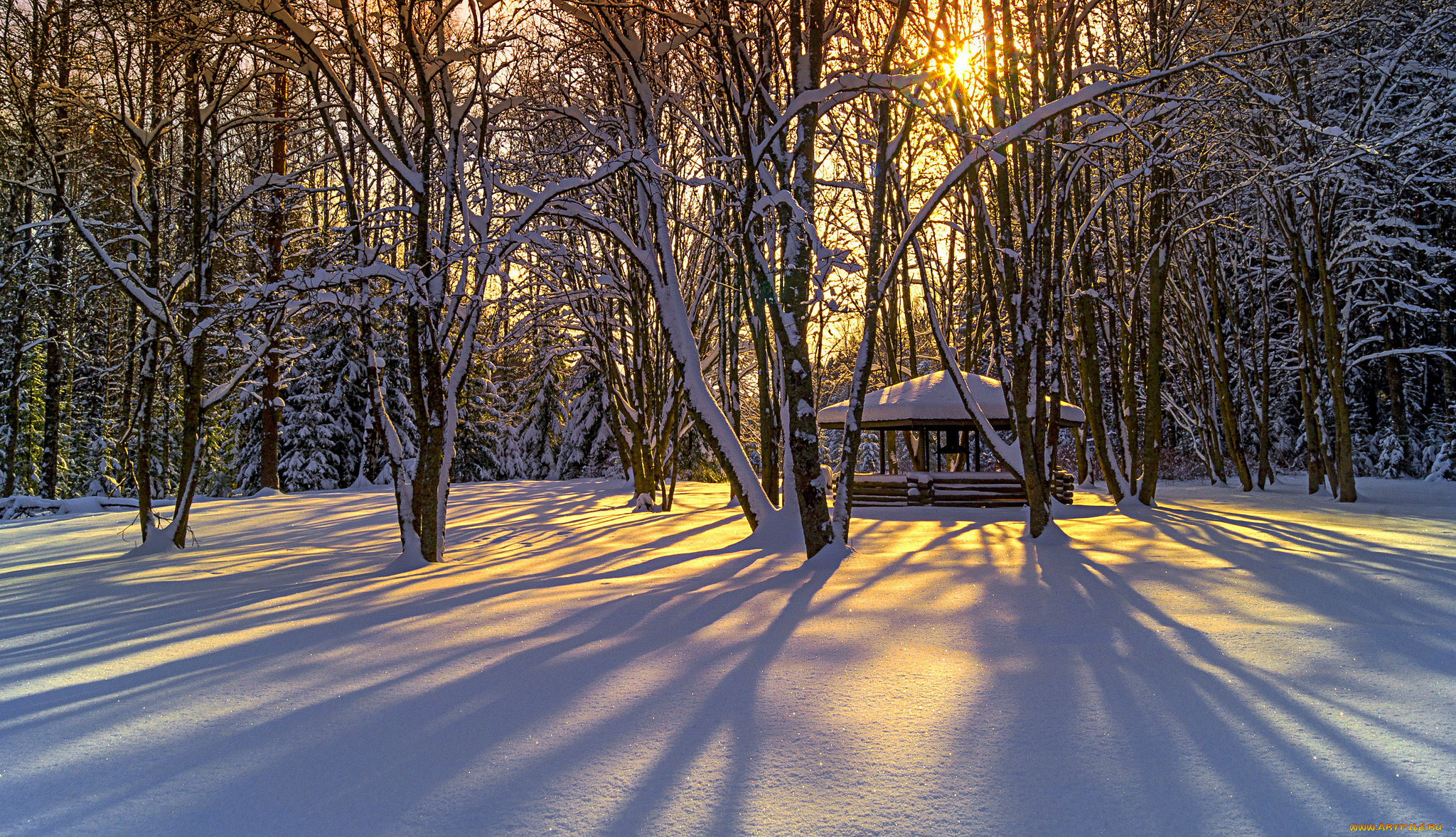 природа, зима, лес, снег