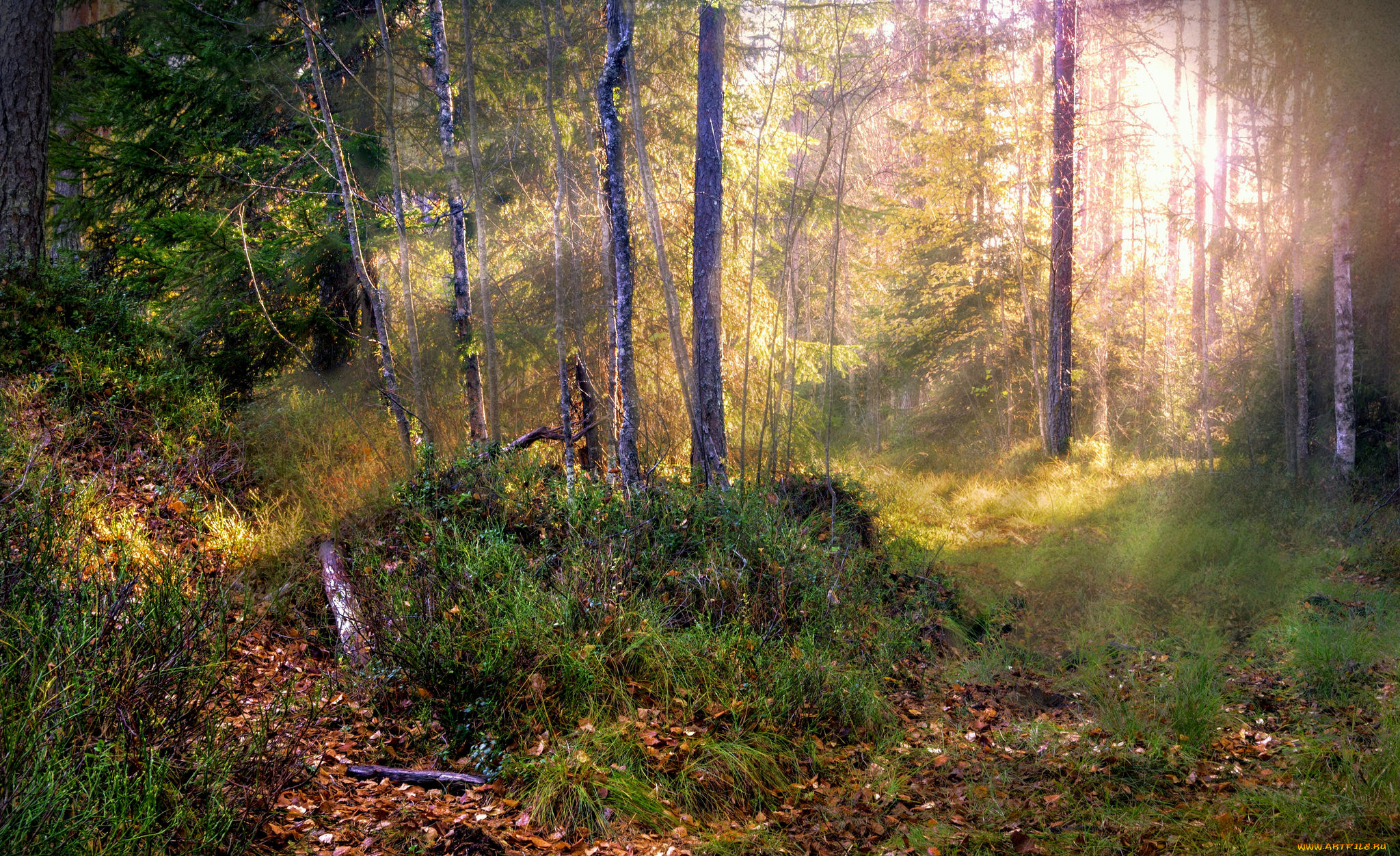 природа, лес, деревья