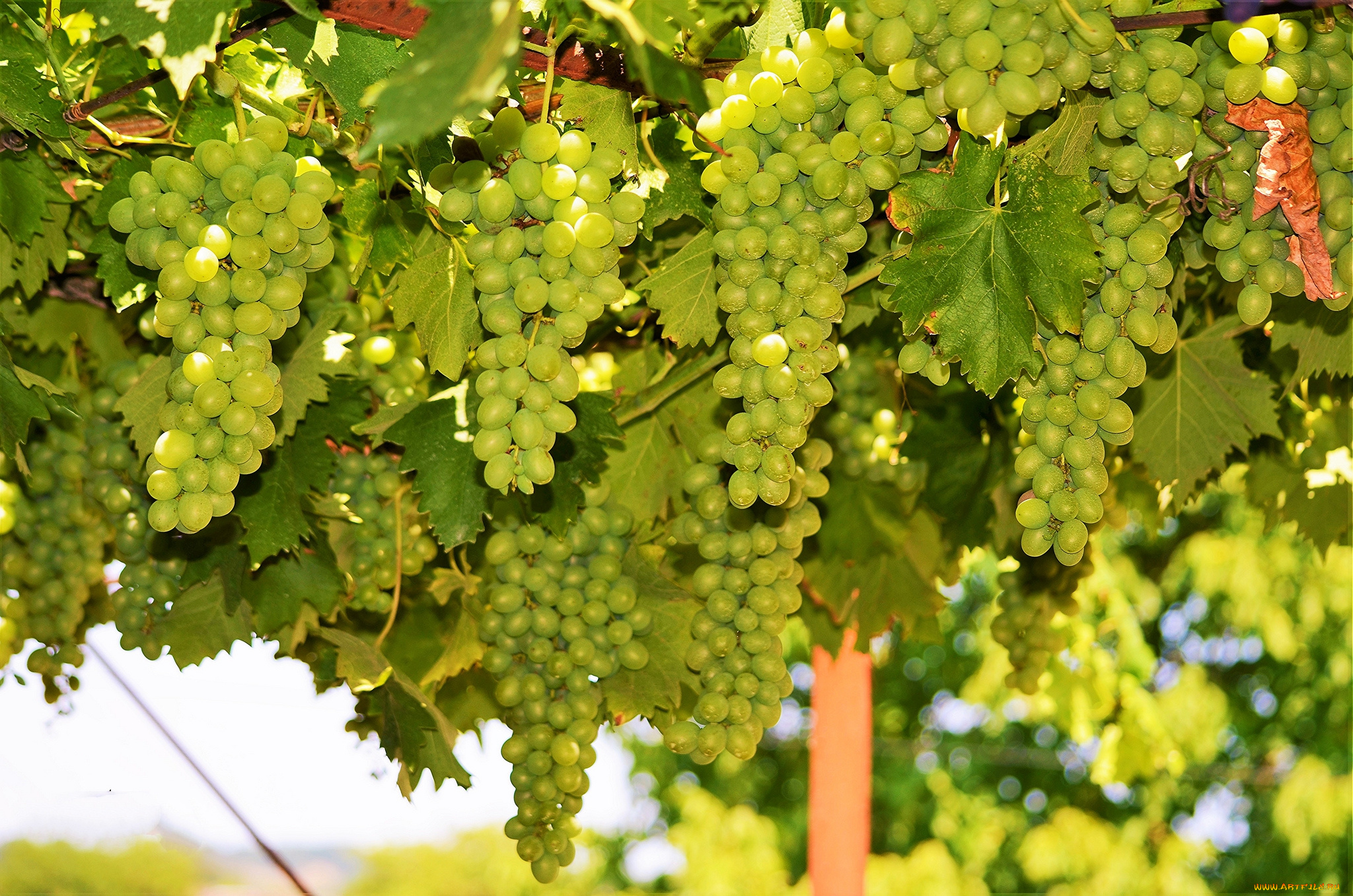 природа, Ягоды, , виноград, лоза