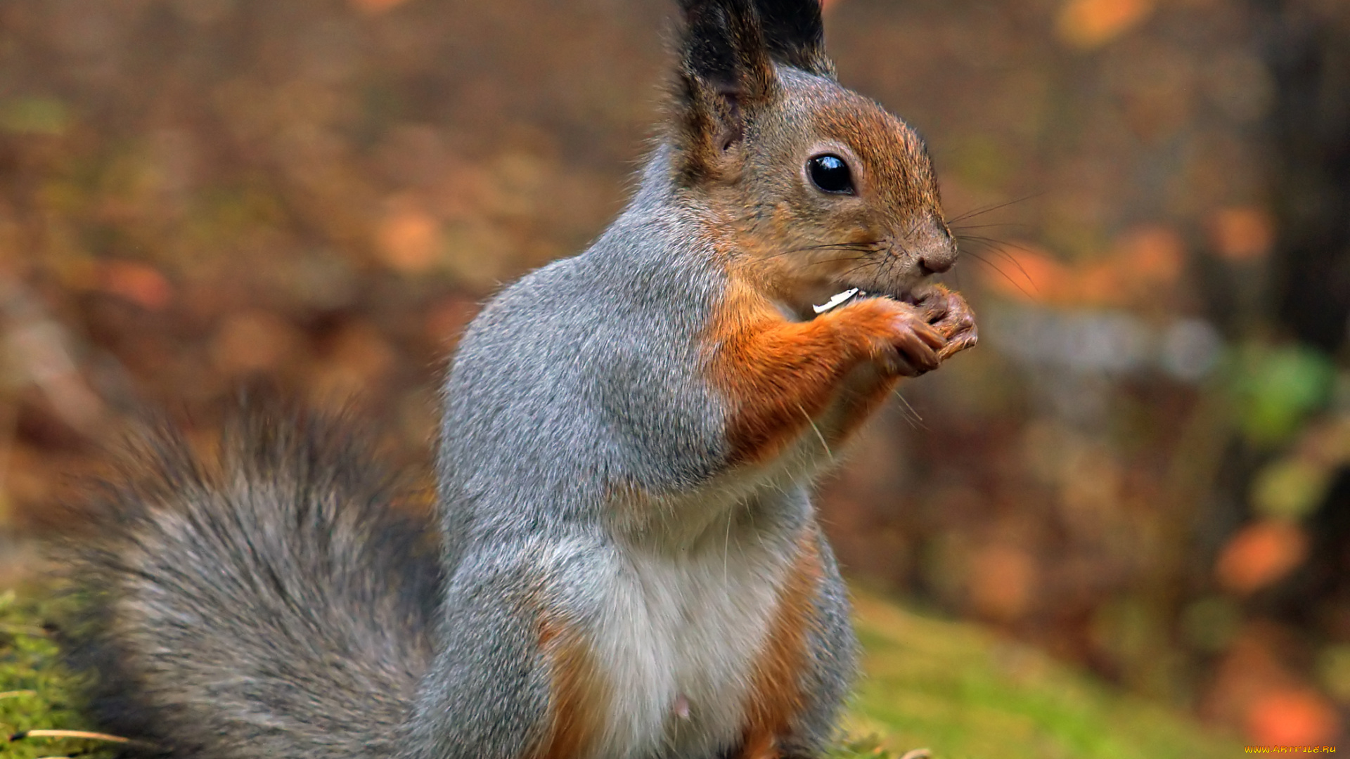 белка, животные, белки, семечки