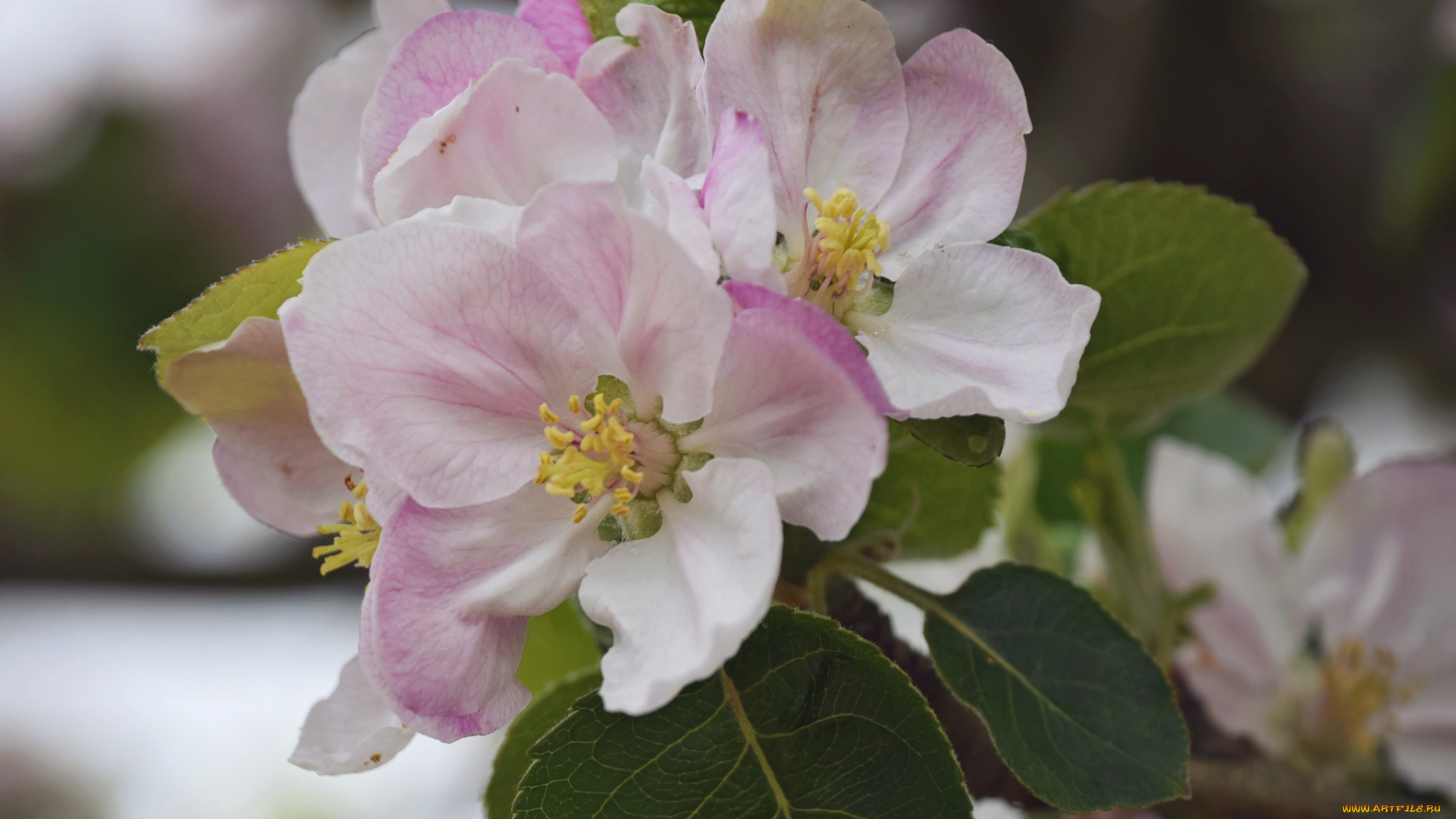 цветы, цветущие, деревья, , , кустарники, цветущая, веточка, цветки, листья, ветка