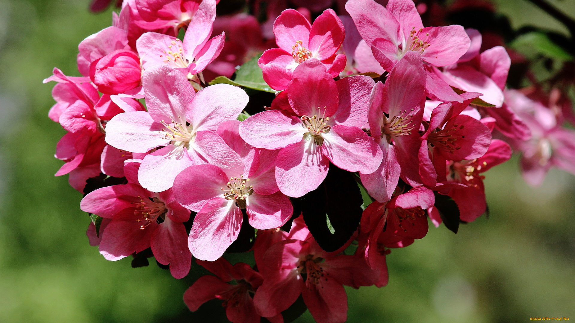 цветы, цветущие, деревья, , , кустарники, цветение, весна, природа