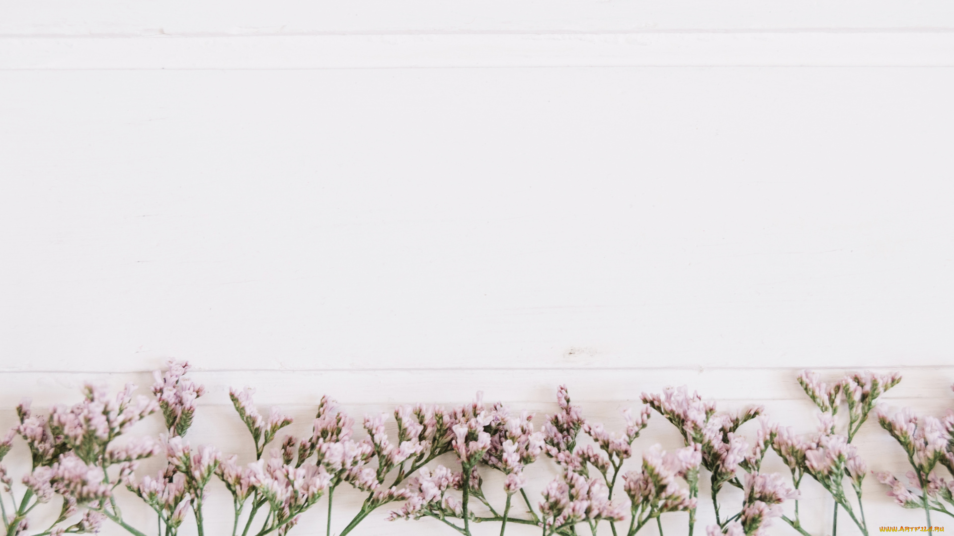 цветы, фон, веточки