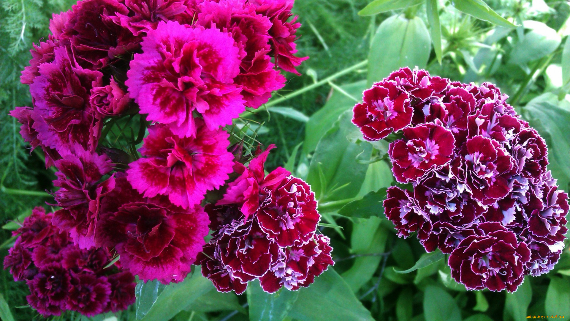 цветы, гвоздики, шабо