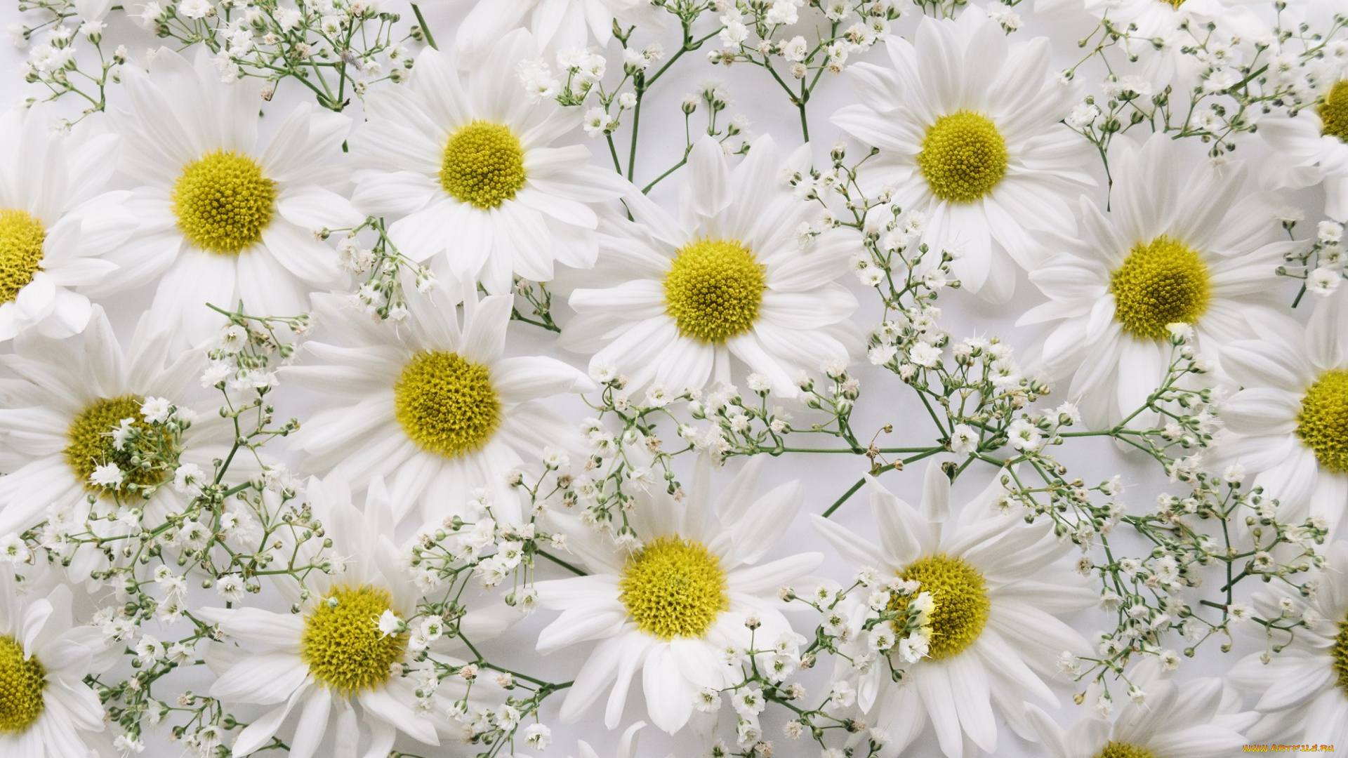 цветы, хризантемы, фон, декор, ветка