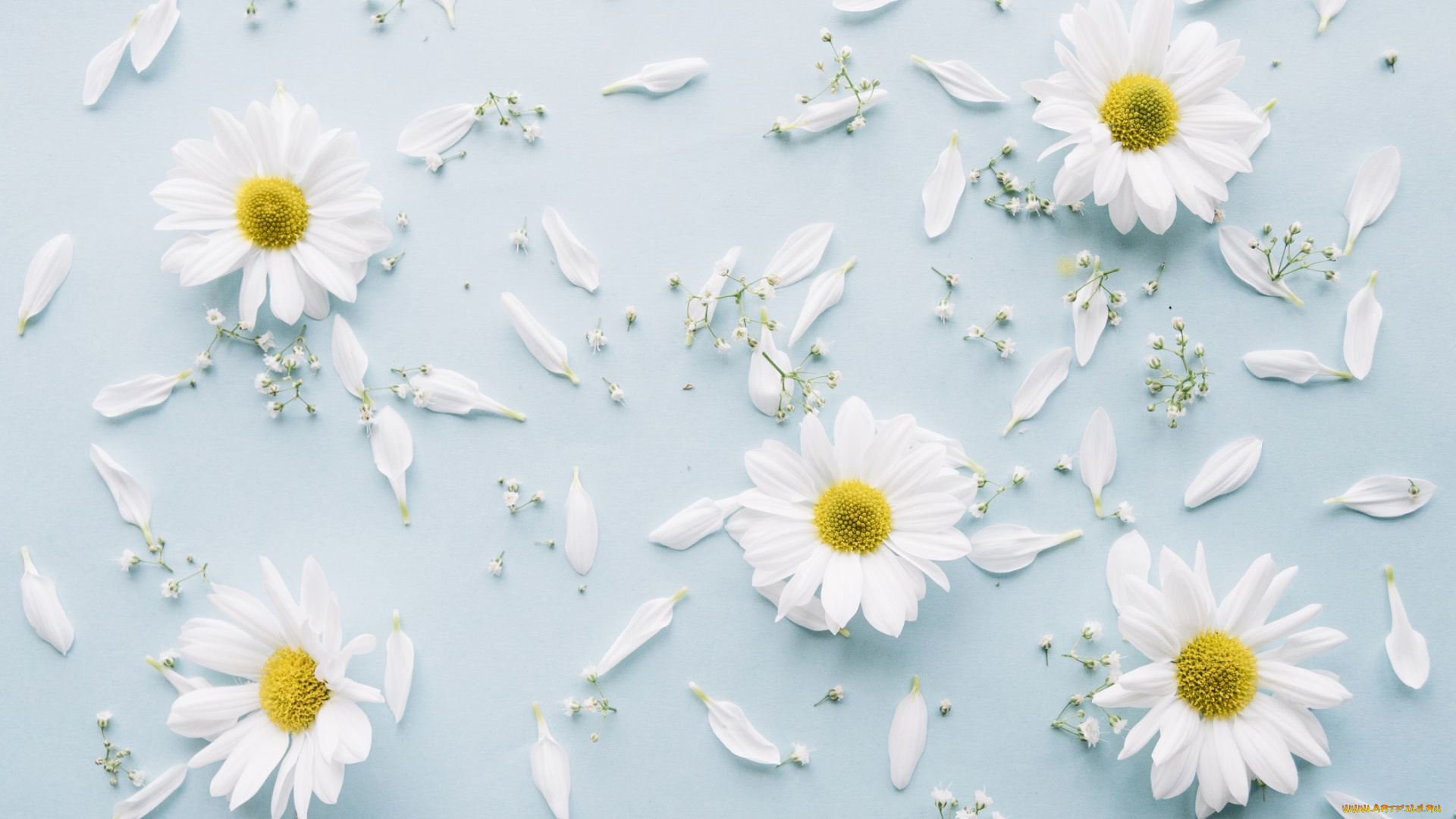 цветы, хризантемы, фон, ветка, декор