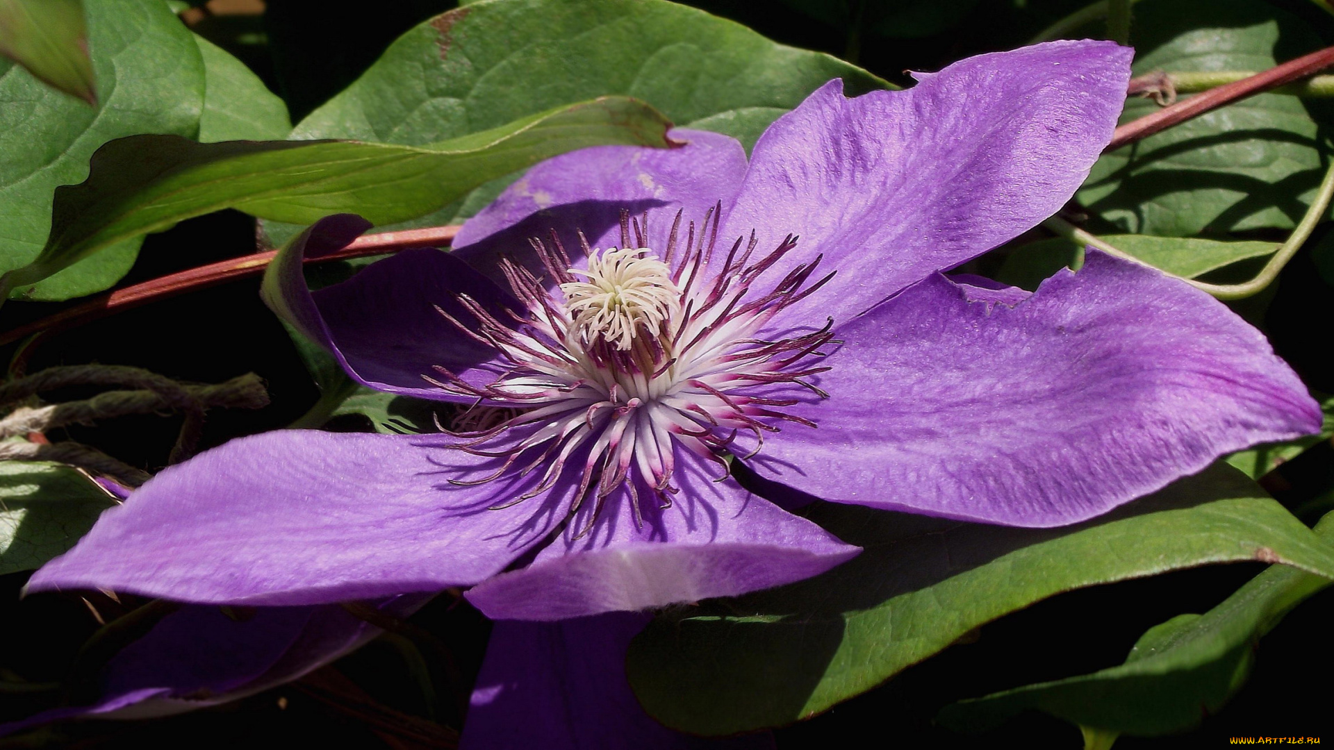 цветы, клематис, , ломонос, макро