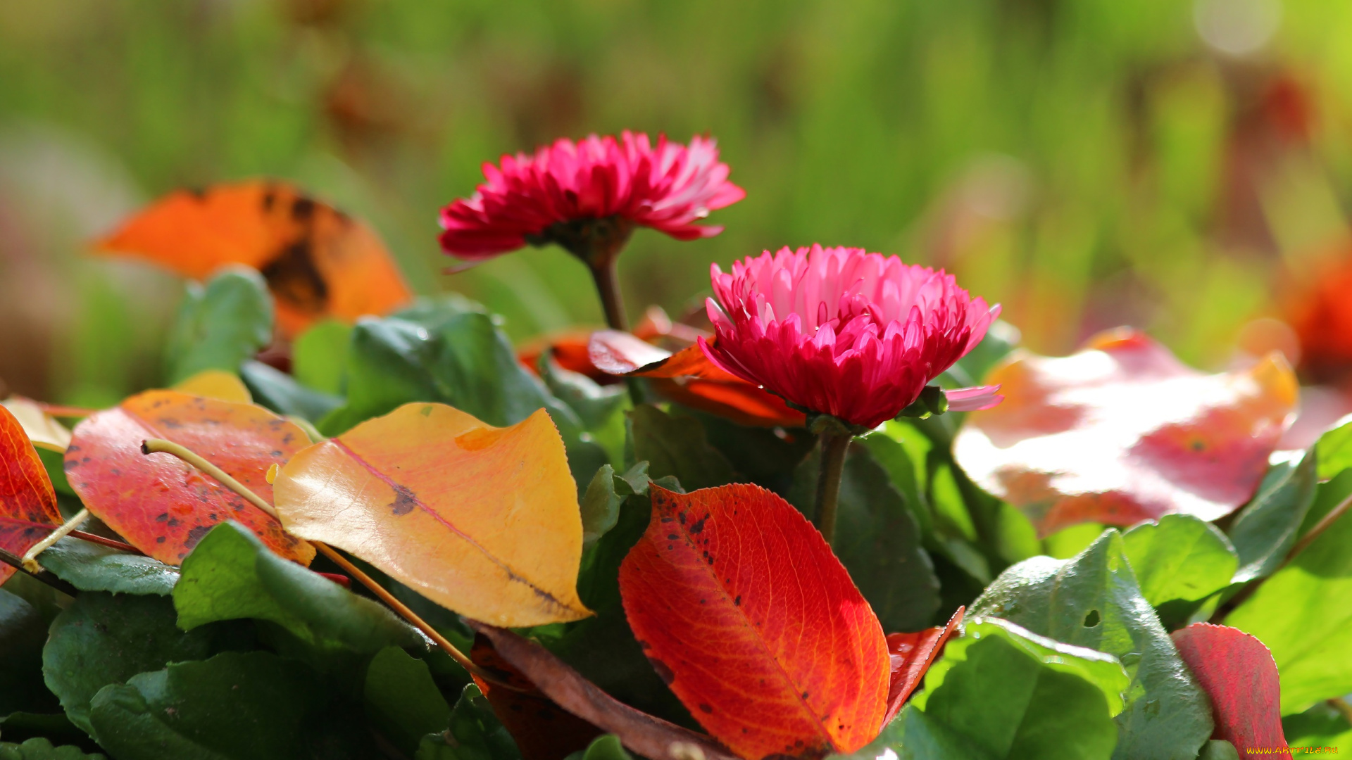цветы, маргаритки, листва, осень, красота