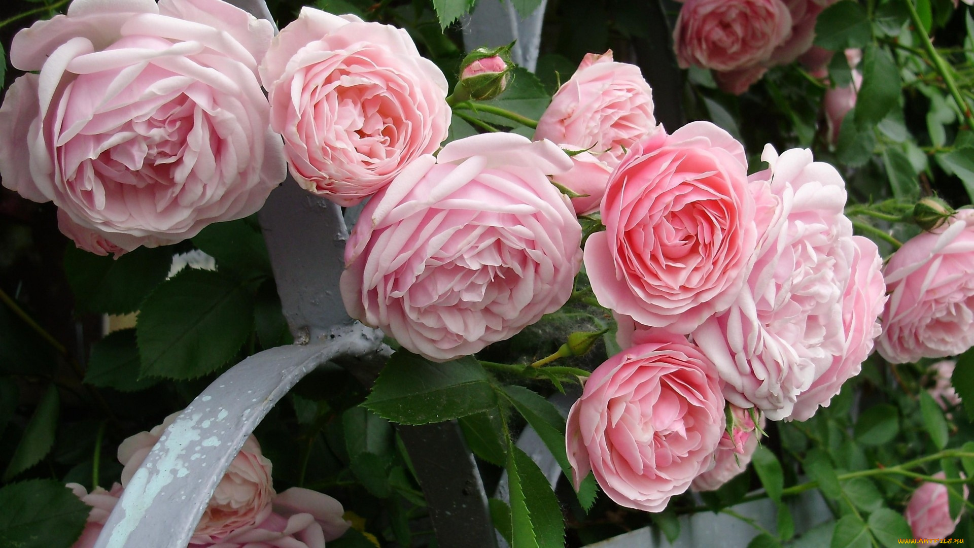 цветы, розы, розовый