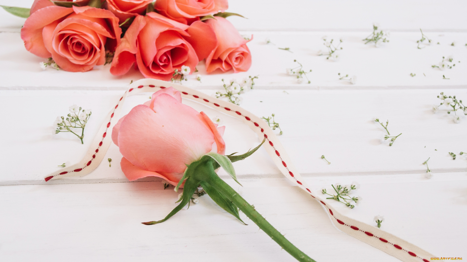 цветы, розы, розовый, лепестки