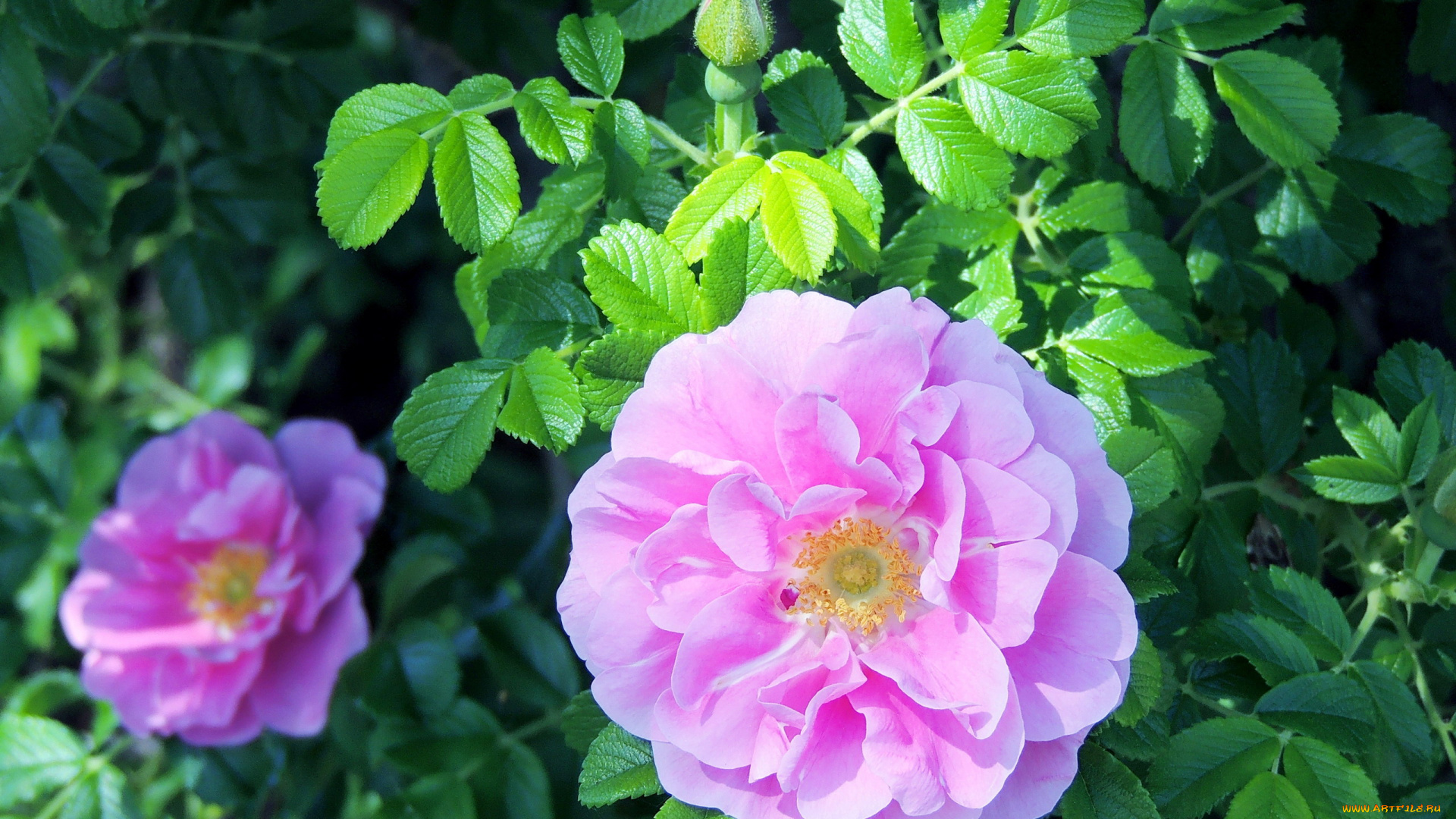 цветы, шиповник, макро