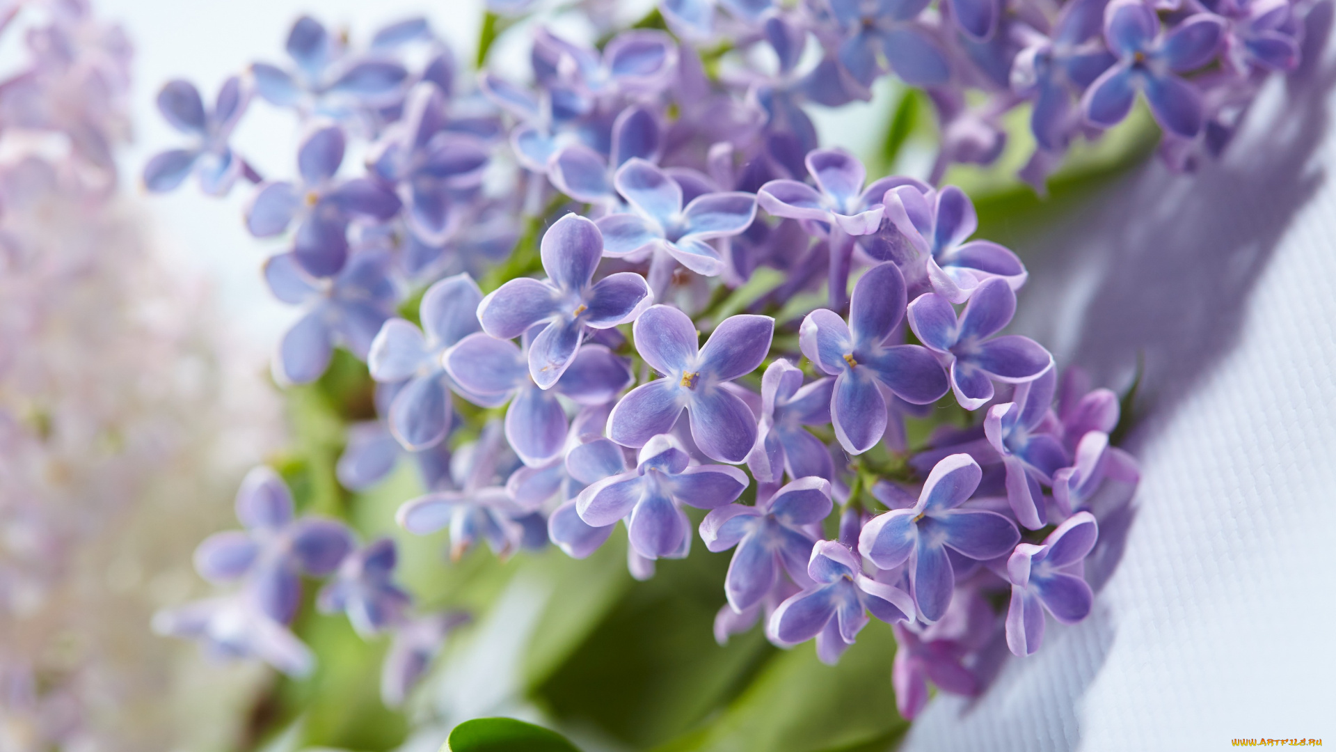 цветы, сирень, цветение, весна, листья