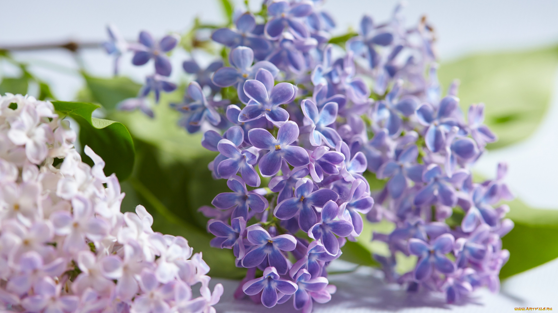 цветы, сирень, цветение, весна, листья
