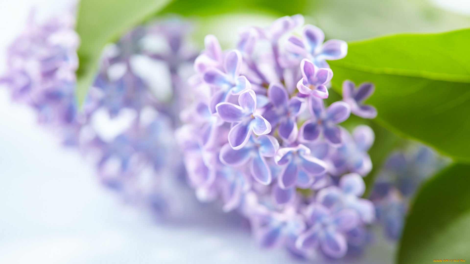 цветы, сирень, лепестки, цветение, сиреневые
