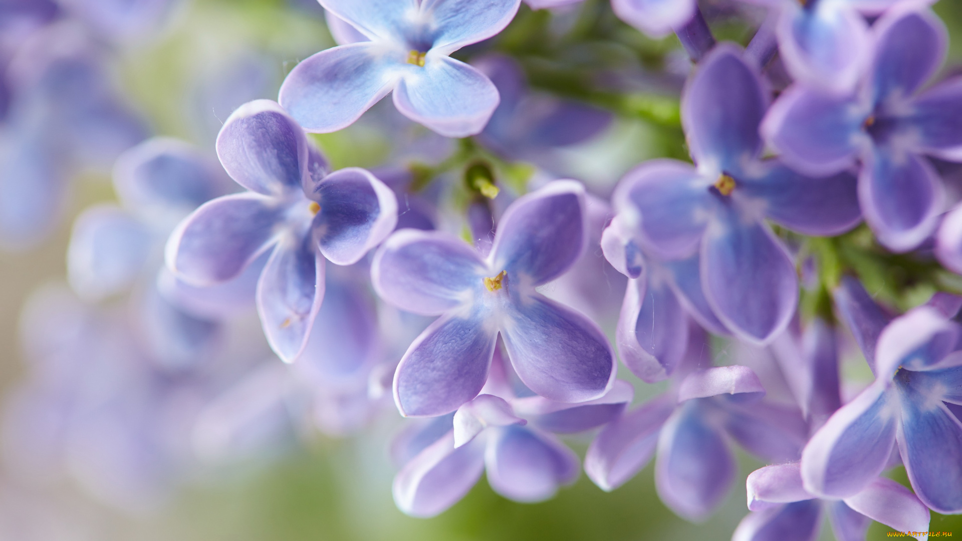 цветы, сирень, лепестки, цветение, сиреневые