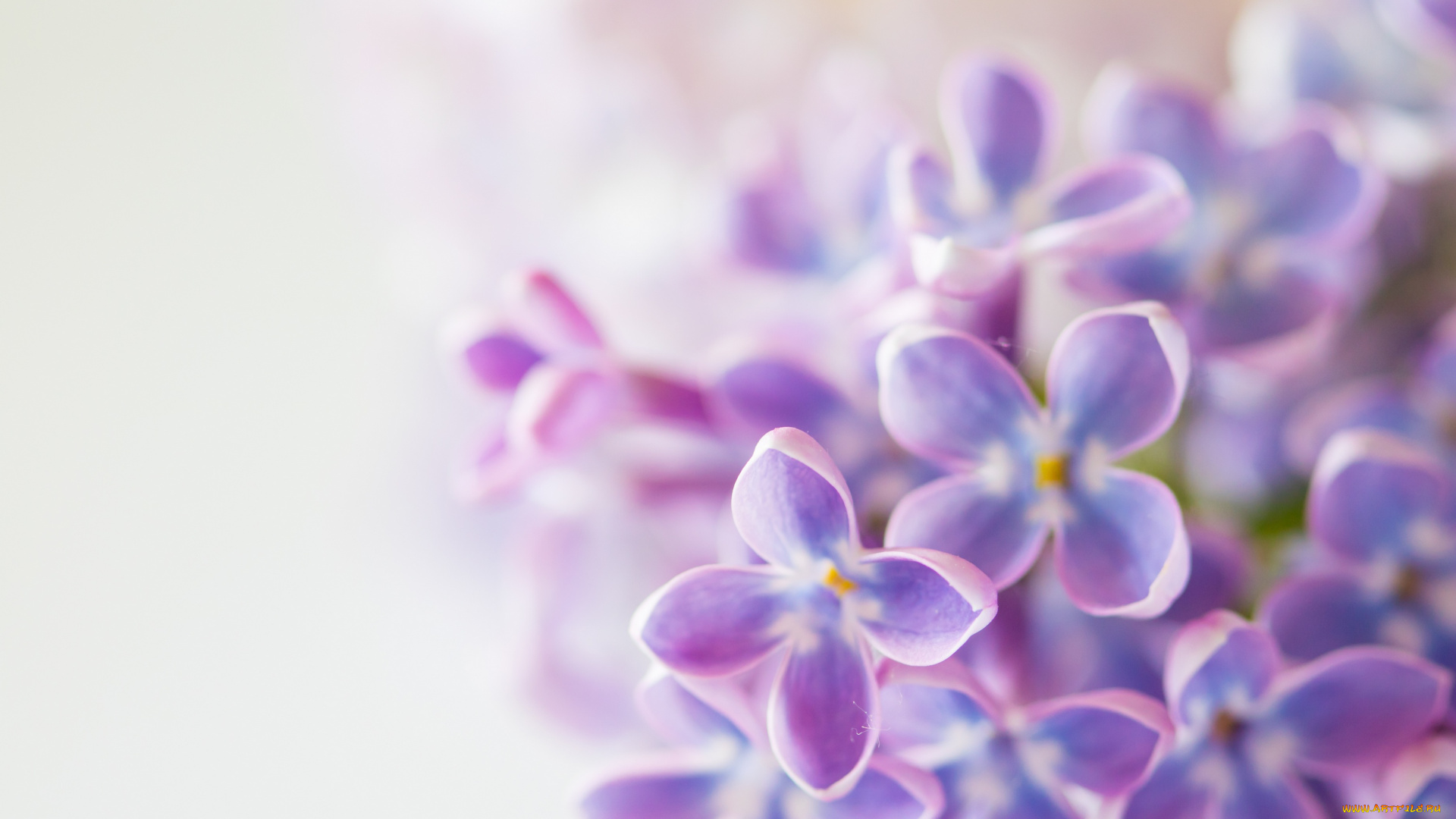 цветы, сирень, весна, цветение, листья