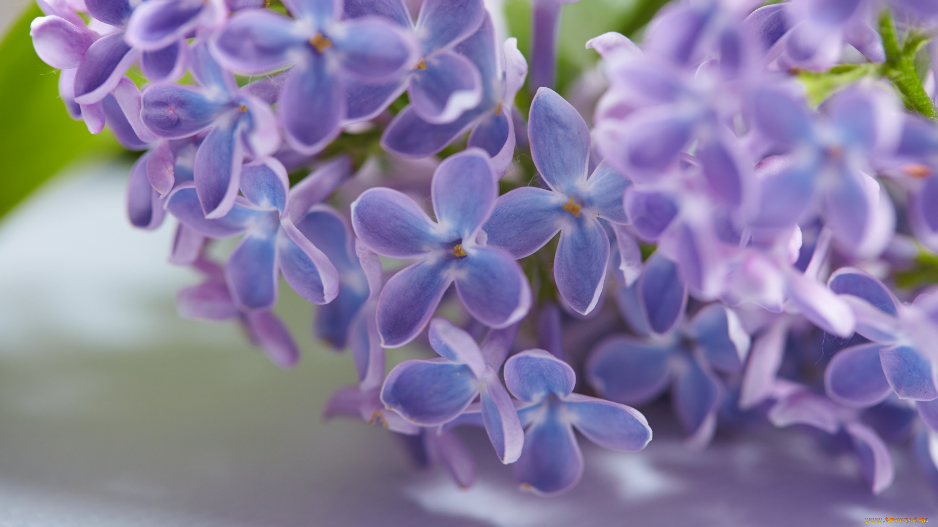 цветы, сирень, весна, листья, цветение