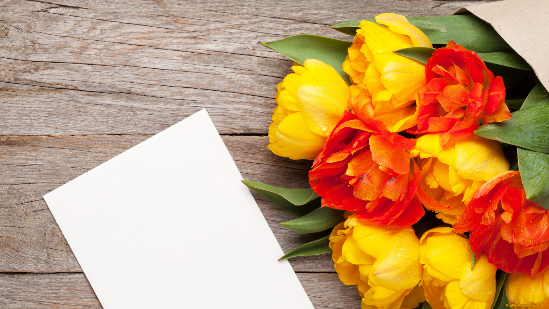 цветы, тюльпаны, цветение, разноцветные, много, лепестки