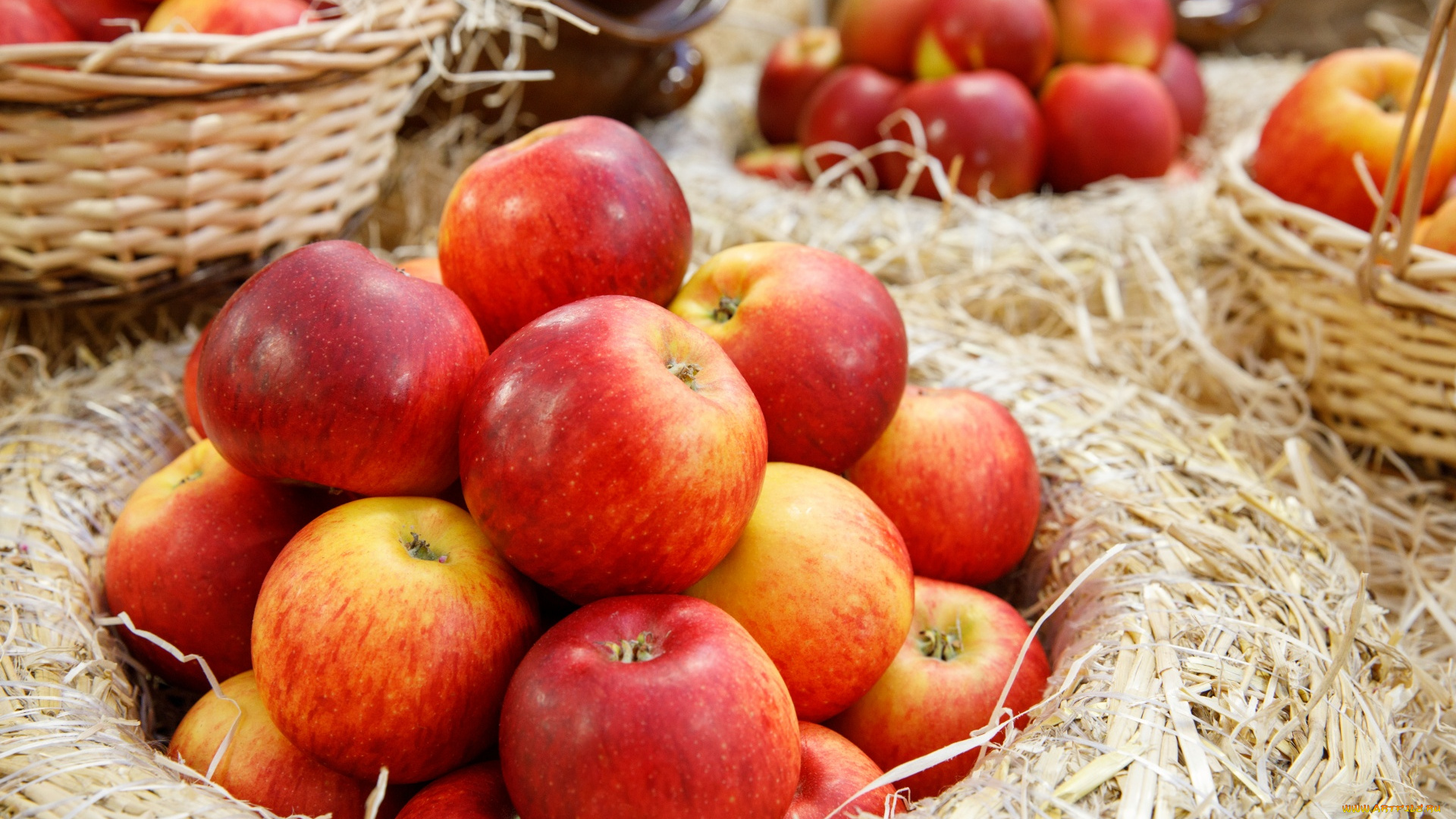 еда, Яблоки, яблоки