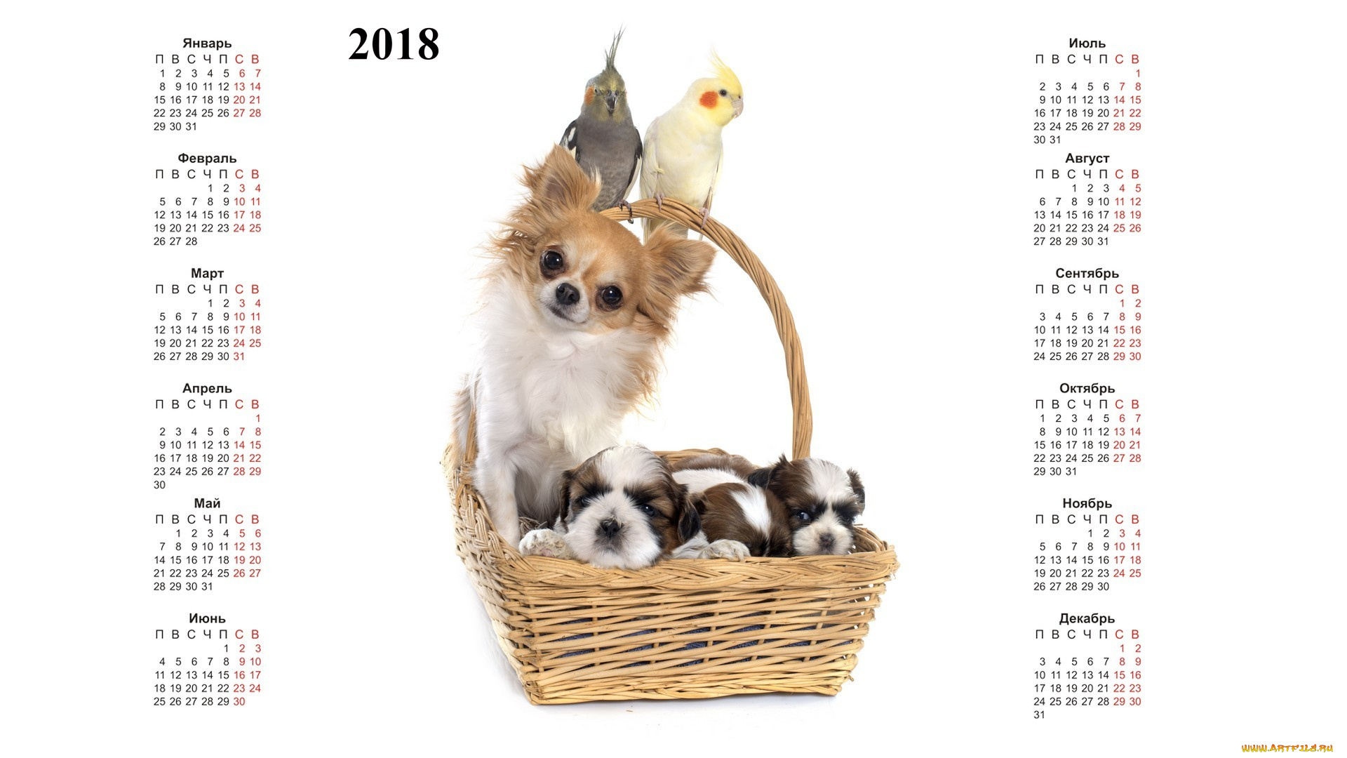 календари, животные, белый, фон, корзина, попугай, собака