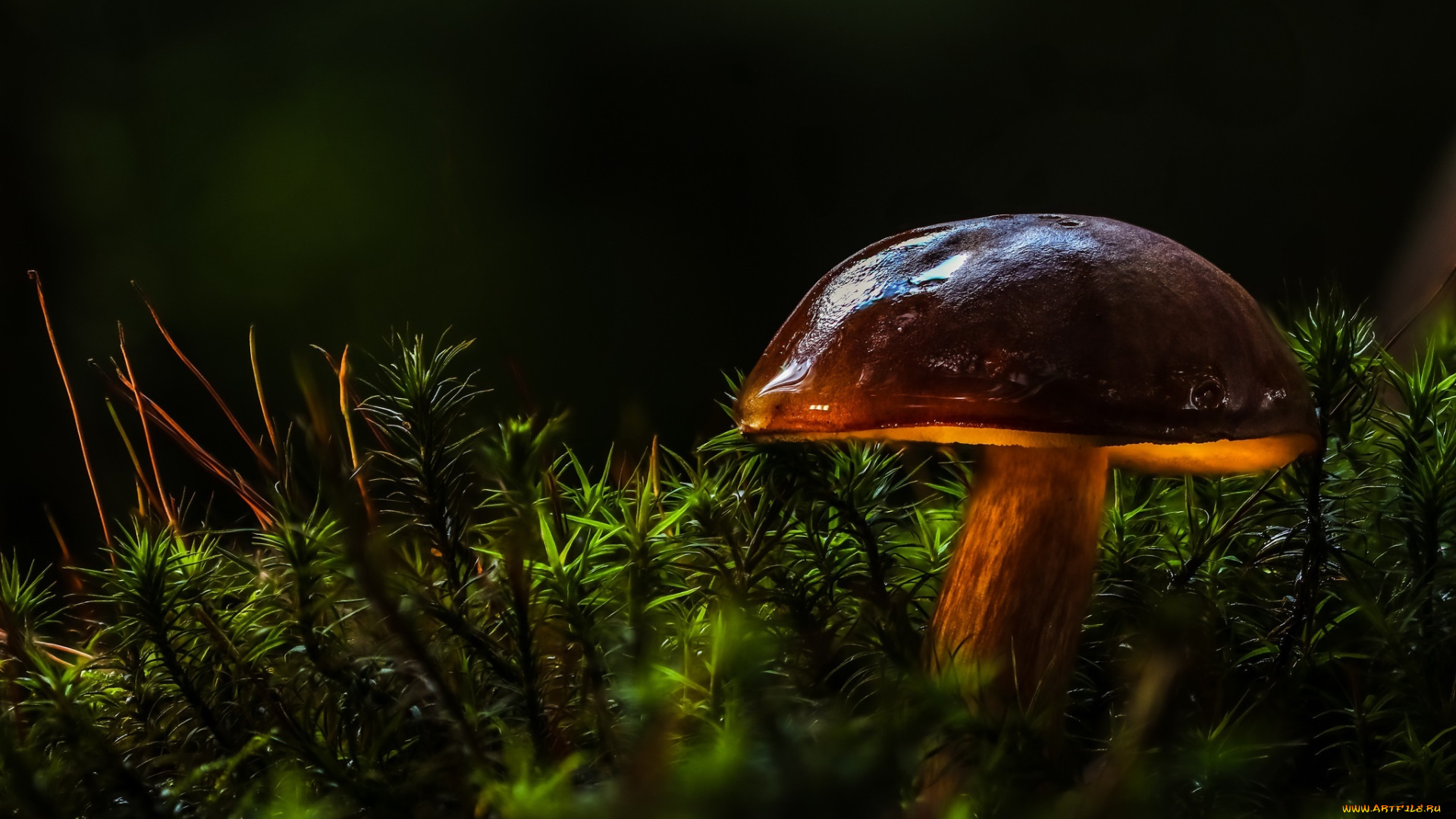 природа, грибы, шляпка, лес, свет, макро