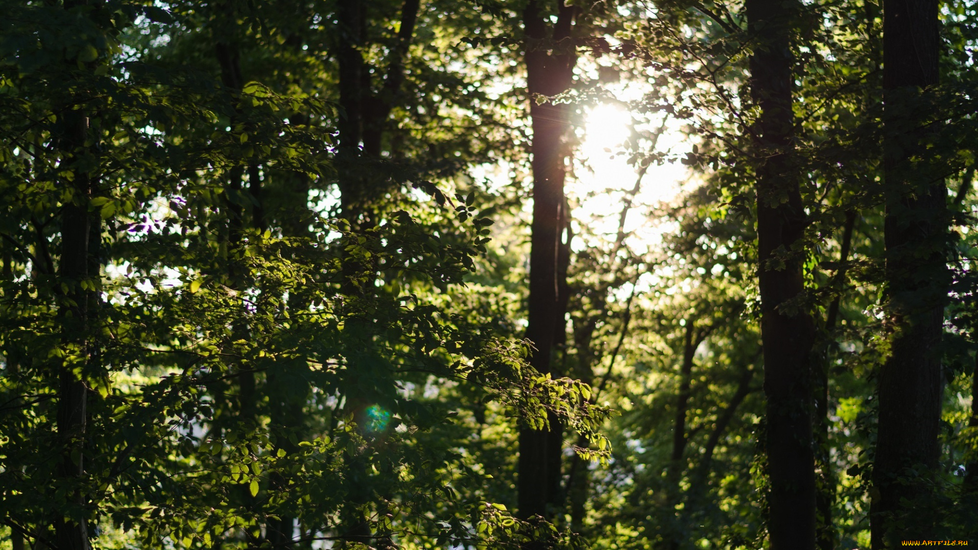 природа, лес, зелень, деревья, листва, солнце, лето, день, свет