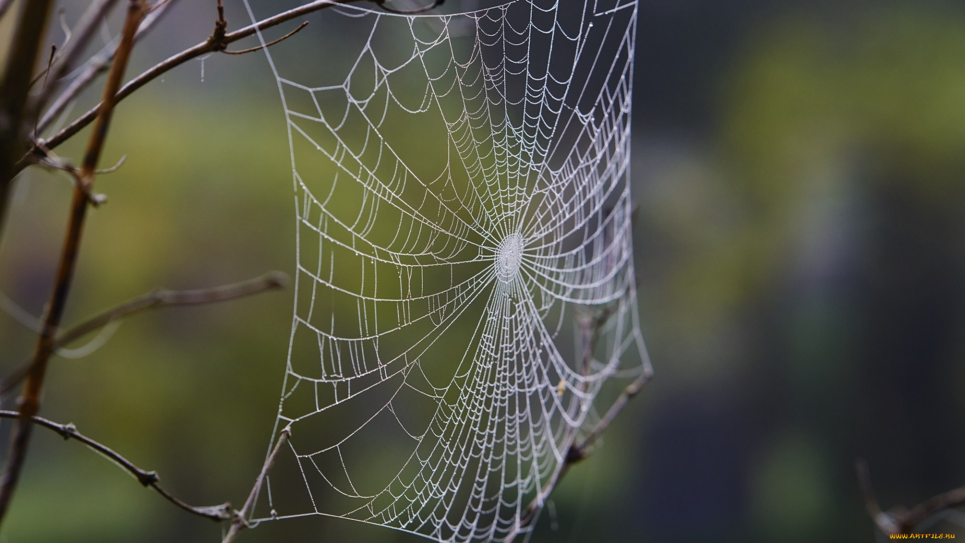 природа, макро, ветка, утро, роса, паутина