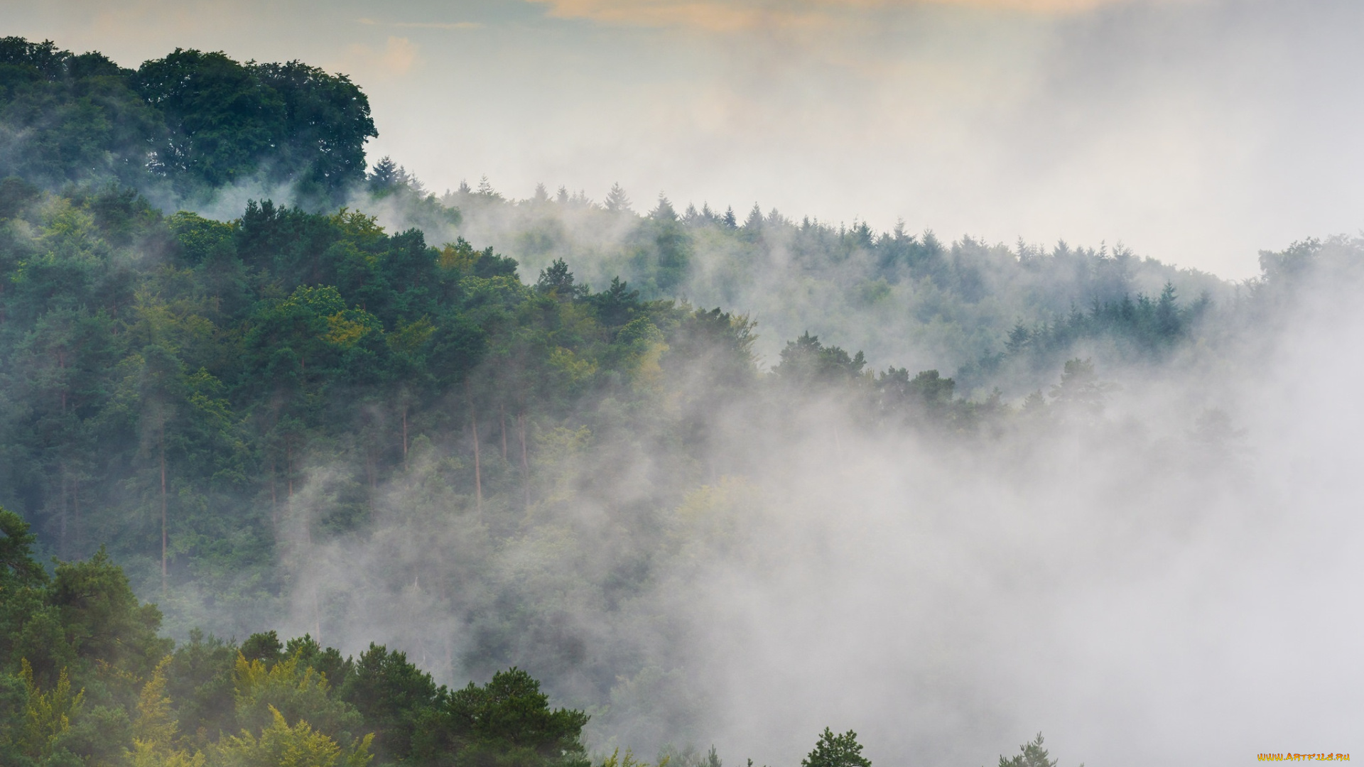 природа, пейзажи, листва, зелень, небо, утро, туман, лес