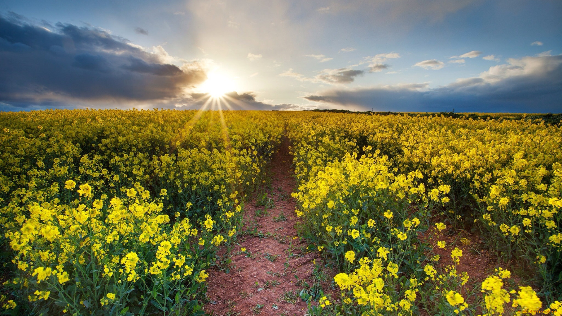 природа, поля, простор