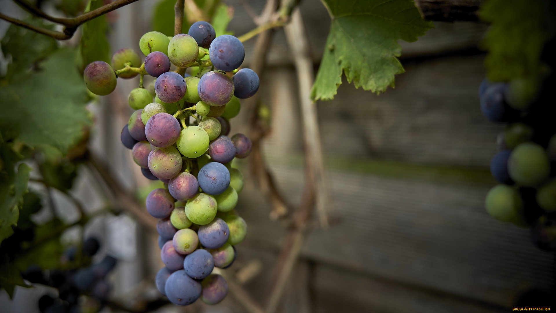 природа, Ягоды, , виноград, урожай, гроздь, макро