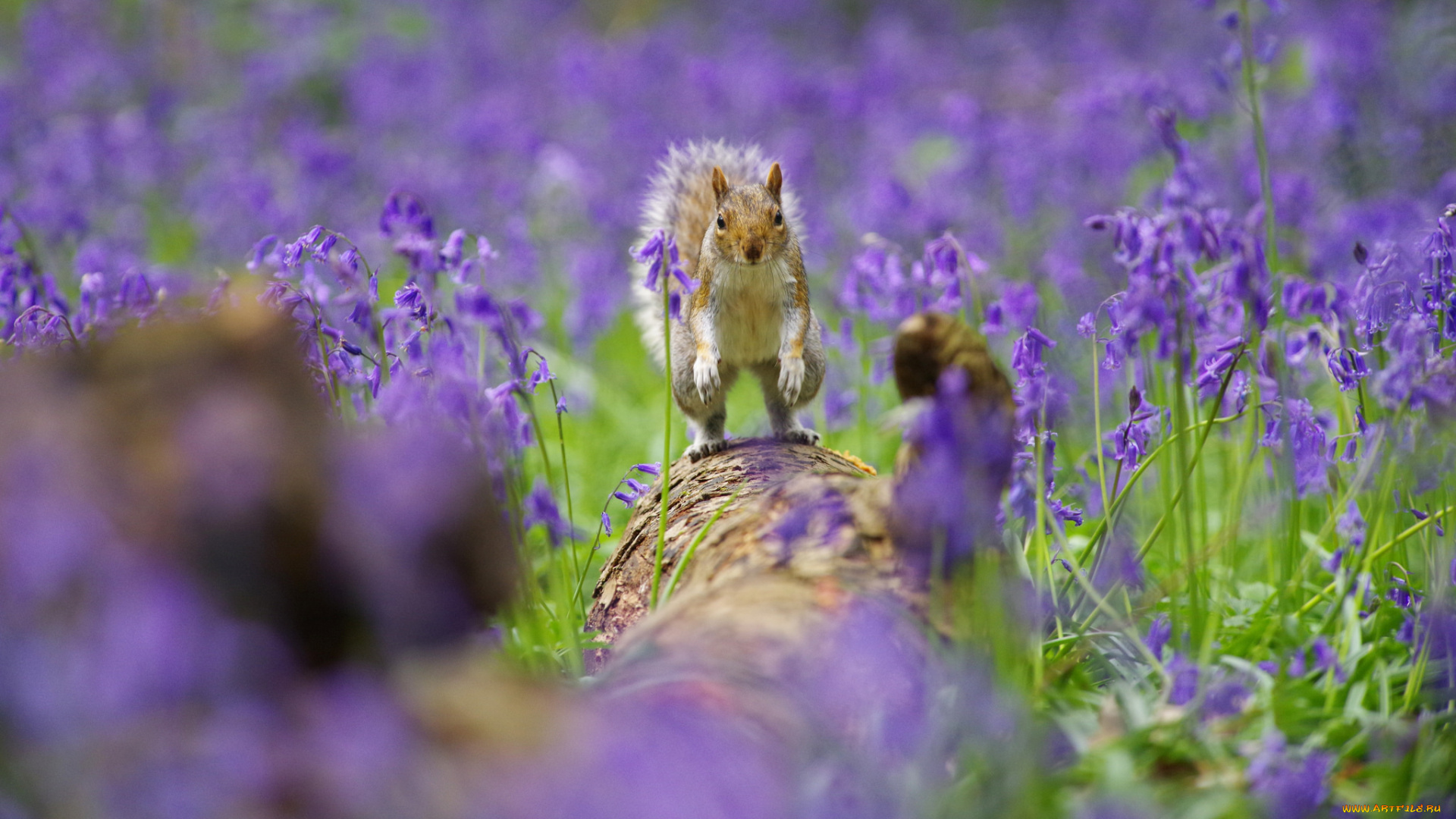 животные, белки, белка, милашка, хвостик, лапки, ушка