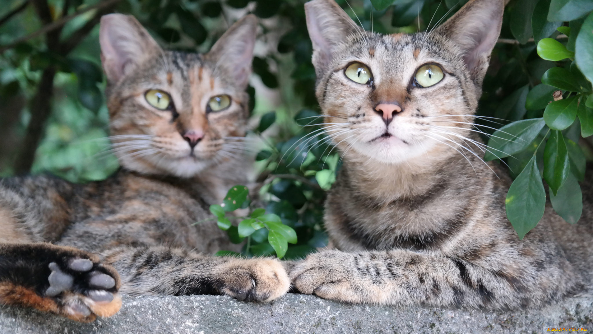 животные, коты, пара, природа, отдых