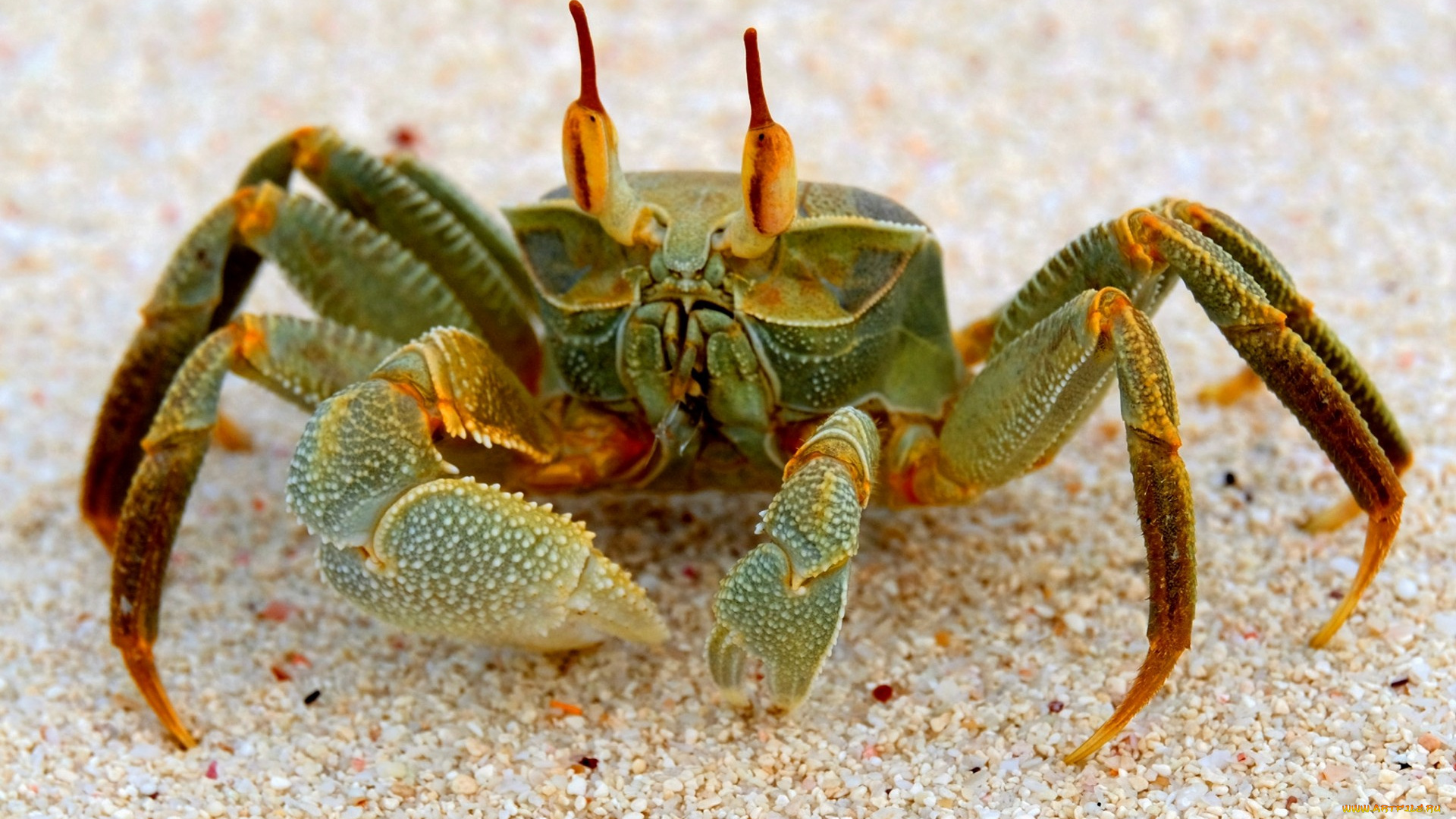 животные, крабы, , раки, краб