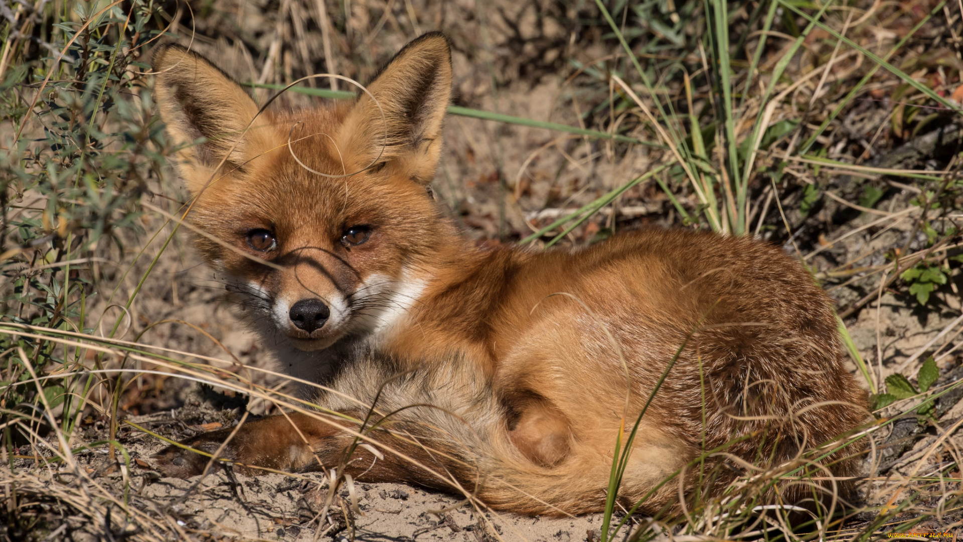 животные, лисы, лисичка