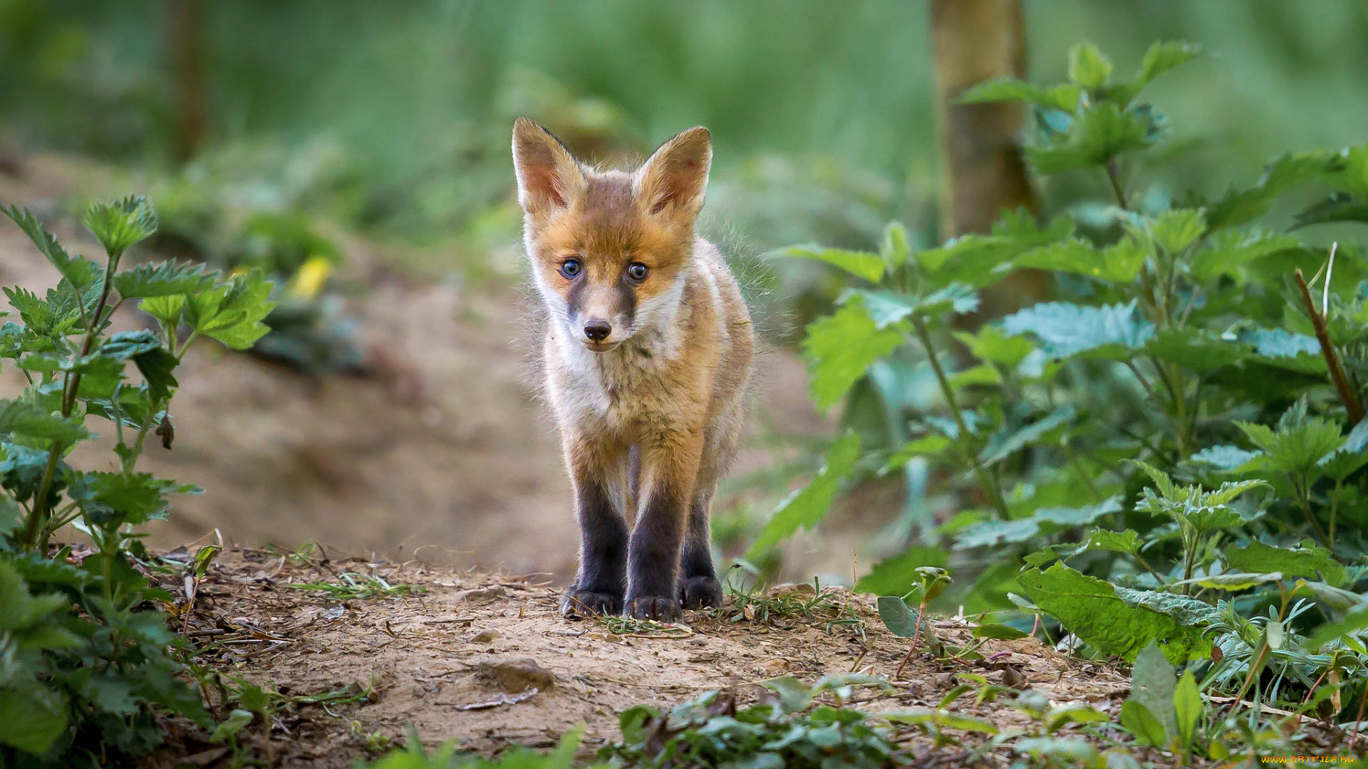 животные, лисы, лисичка